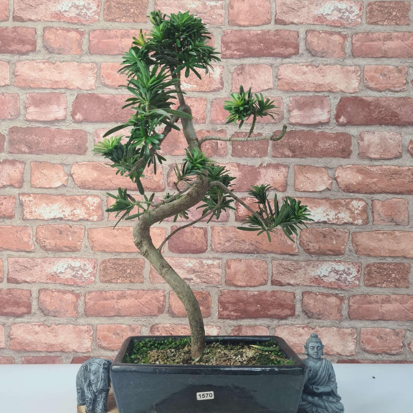 Buddhist Pine (Podocarpus Micro) Bonsai Tree | Shaped | In 30cm Pot  | S251974