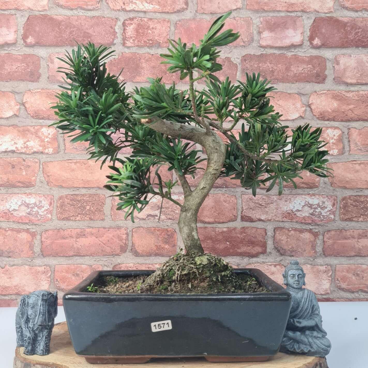 Buddhist Pine (Podocarpus Micro) Bonsai Tree | Shaped | In 30cm Pot  | S251974