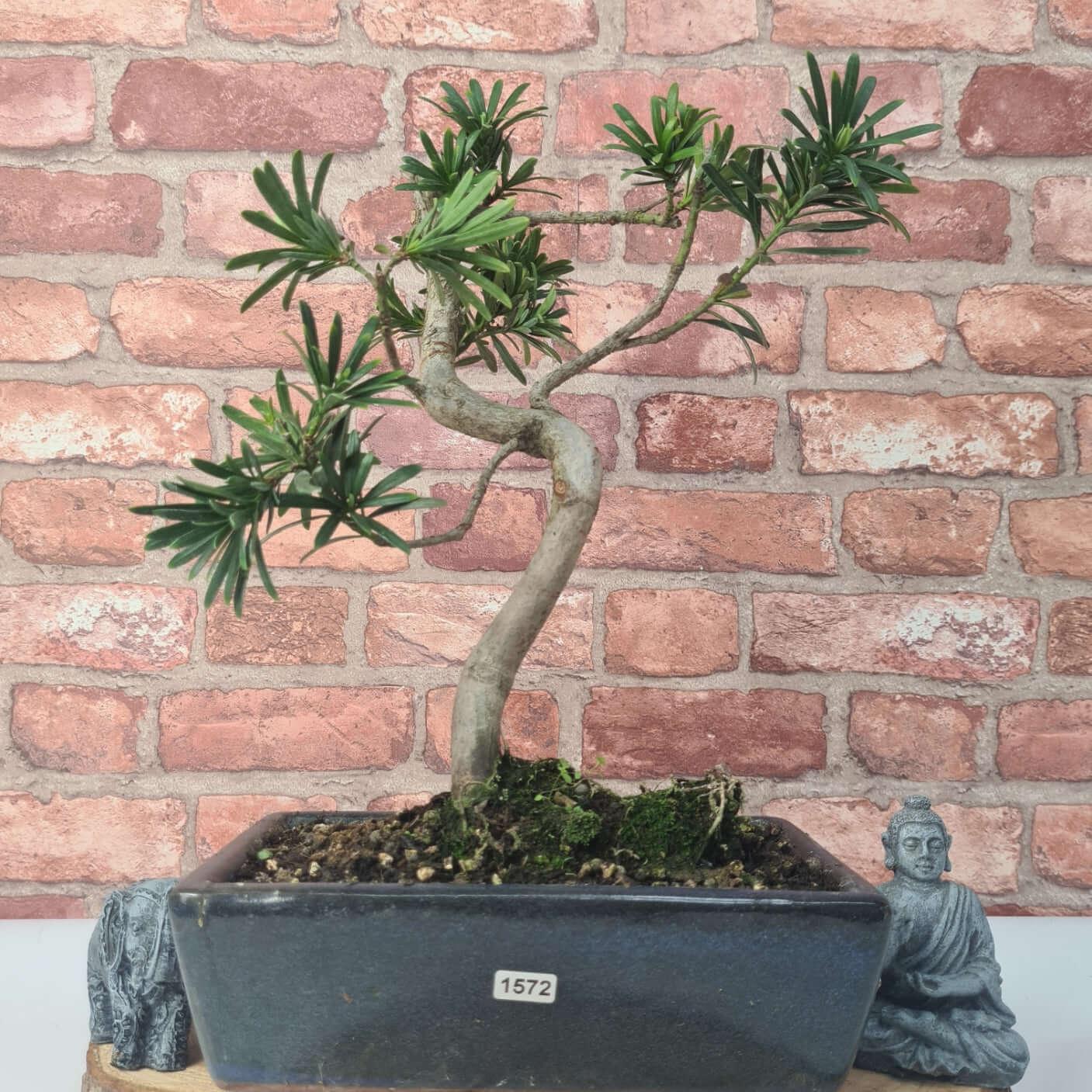 Buddhist Pine (Podocarpus Micro) Bonsai Tree | Shaped | In 30cm Pot  | S251974