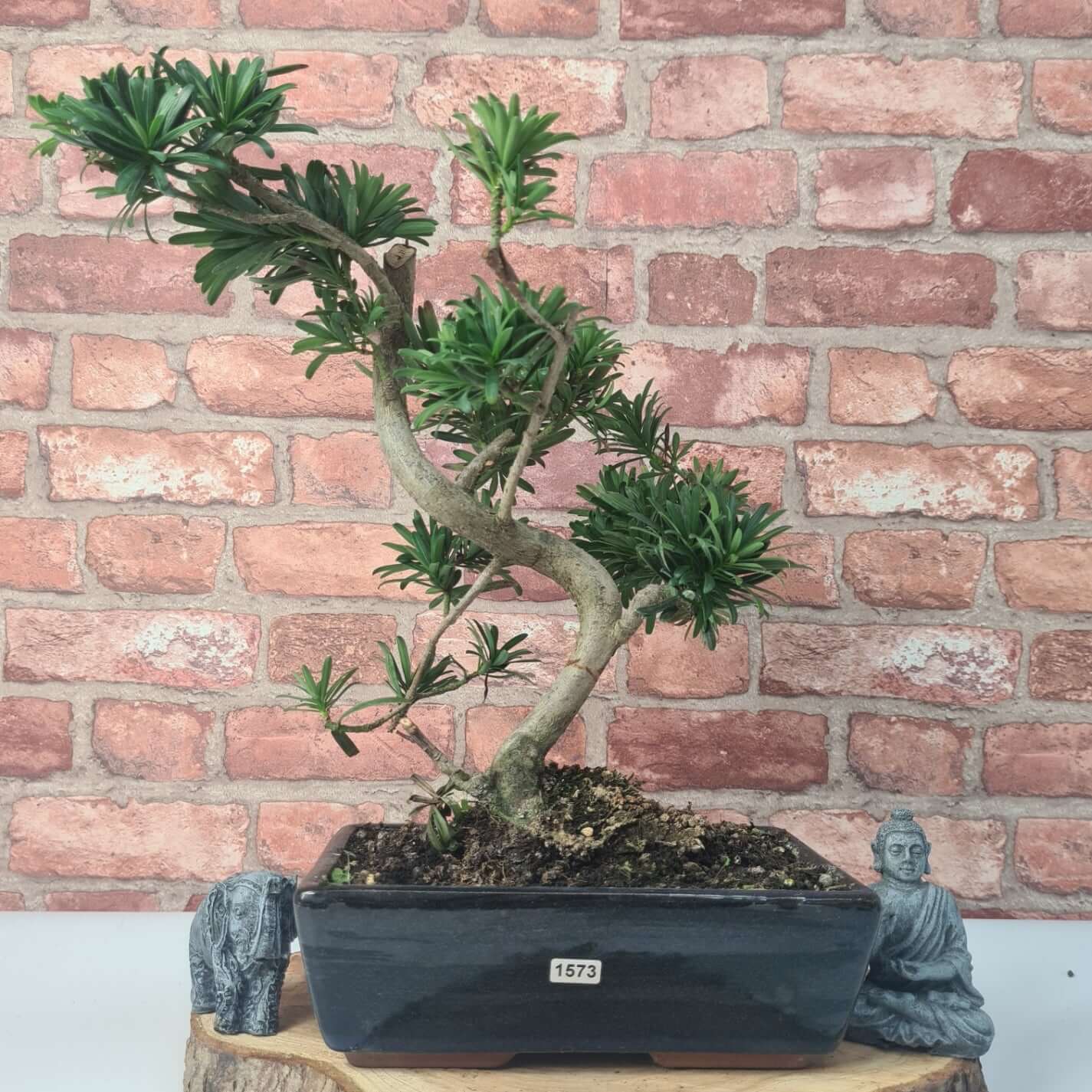 Buddhist Pine (Podocarpus Micro) Bonsai Tree | Shaped | In 25cm Pot  | S251973