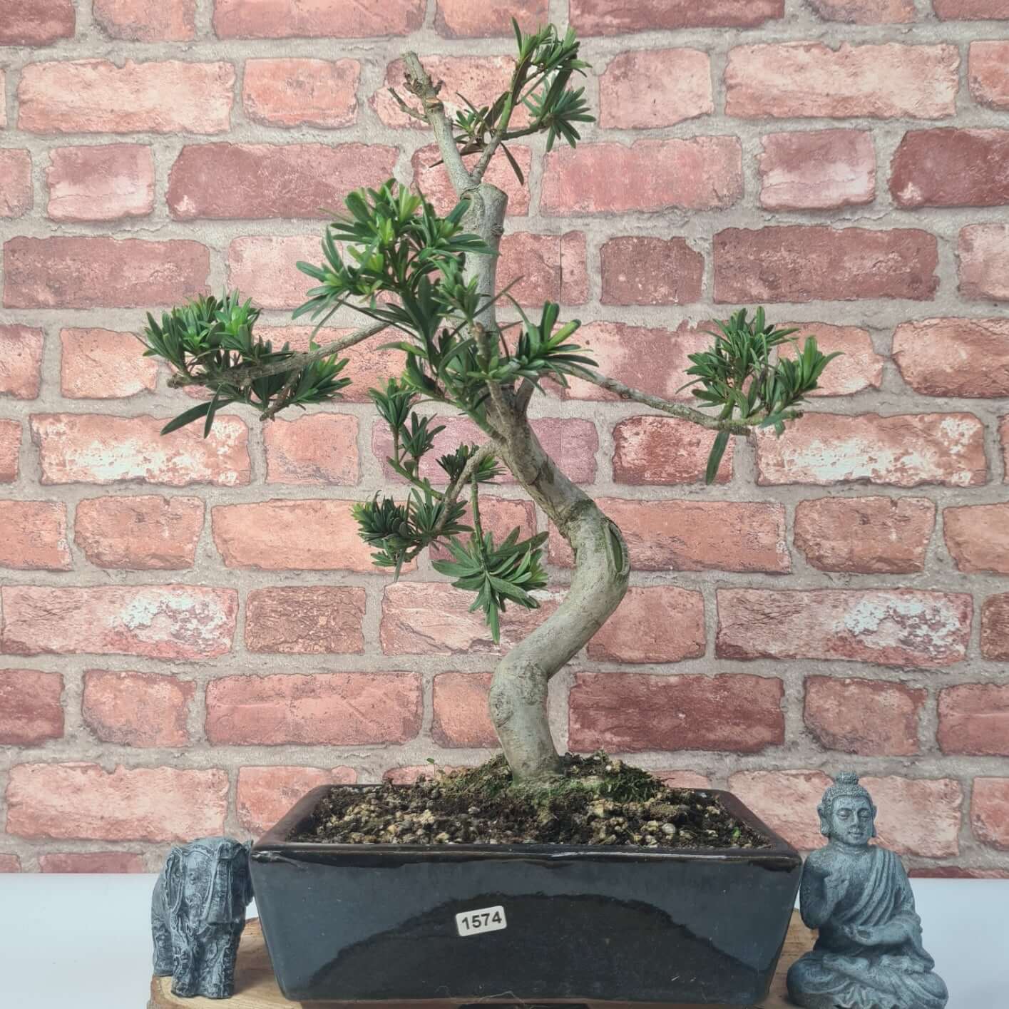 Buddhist Pine (Podocarpus Micro) Bonsai Tree | Shaped | In 30cm Pot  | S251974