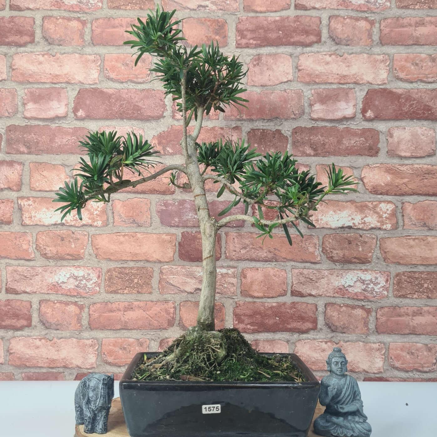 Buddhist Pine (Podocarpus Micro) Bonsai Tree | Shaped | In 30cm Pot  | S251974
