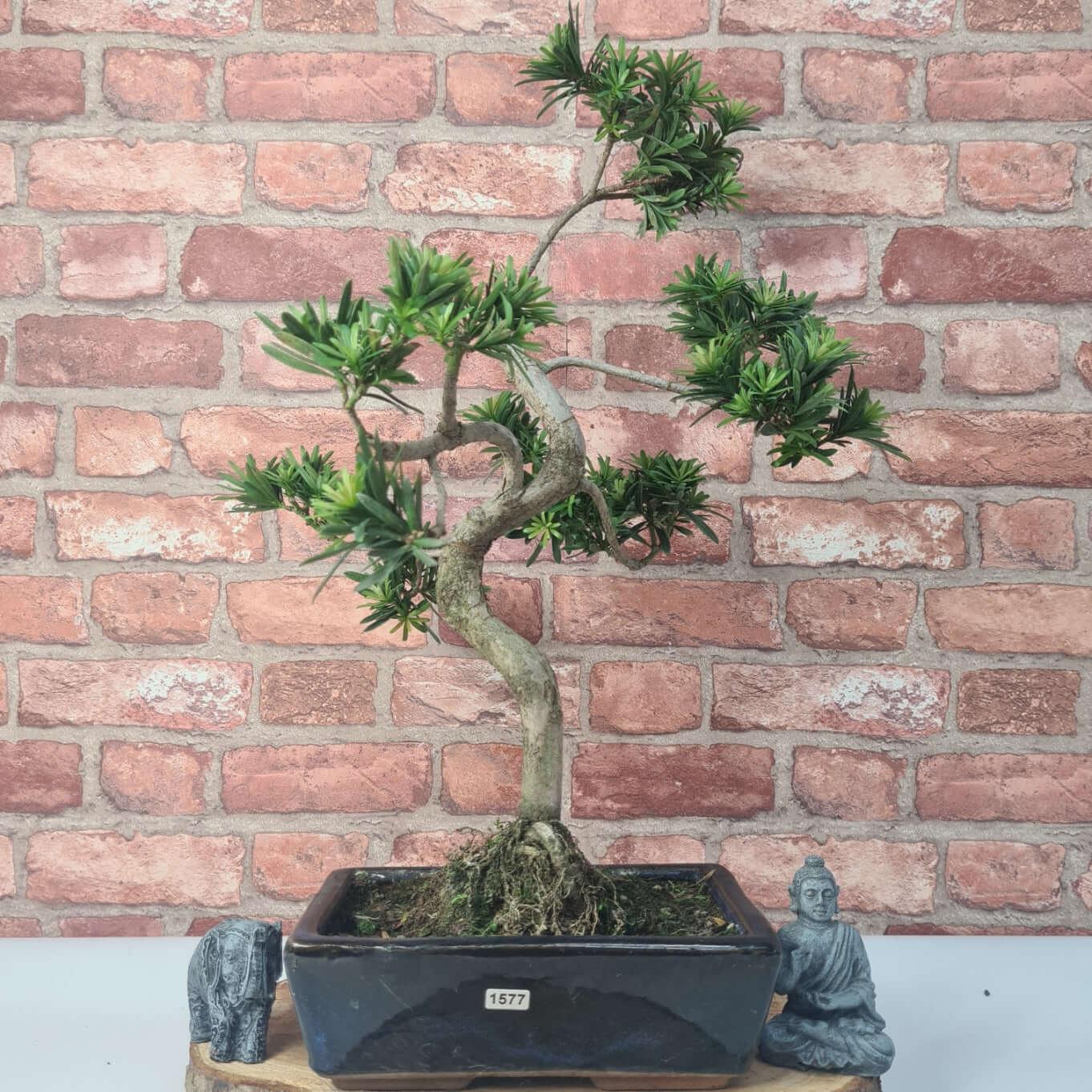 Buddhist Pine (Podocarpus Micro) Bonsai Tree | Shaped | In 30cm Pot  | S251974
