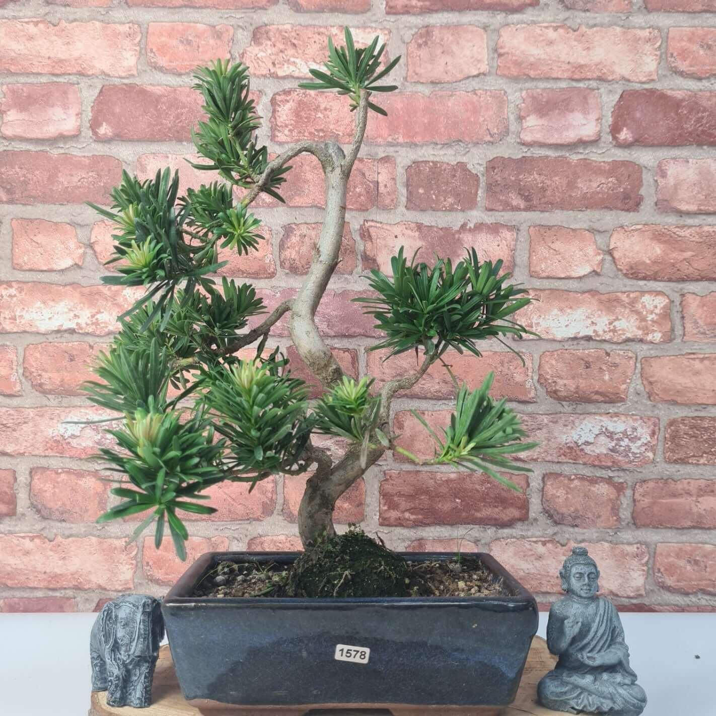 Buddhist Pine (Podocarpus Micro) Bonsai Tree | Shaped | In 30cm Pot  | S251974