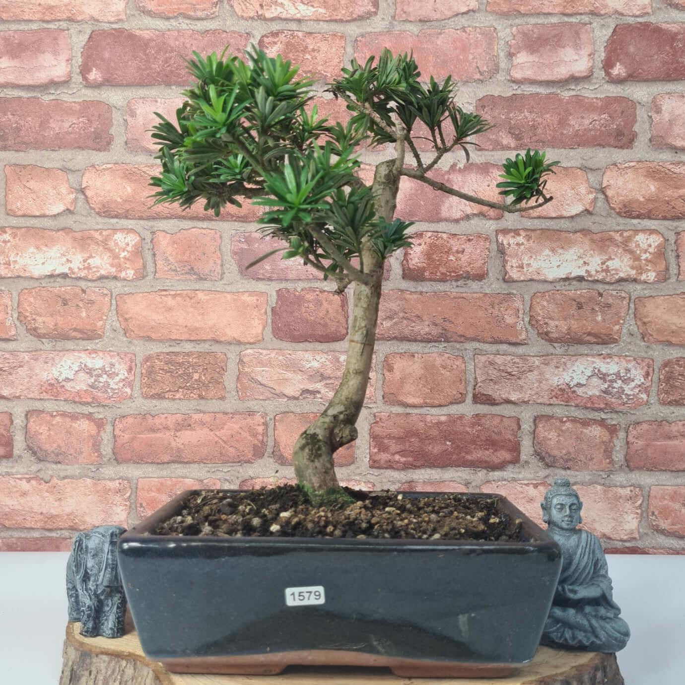 Buddhist Pine (Podocarpus Micro) Bonsai Tree | Shaped | In 25cm Pot  | S251973