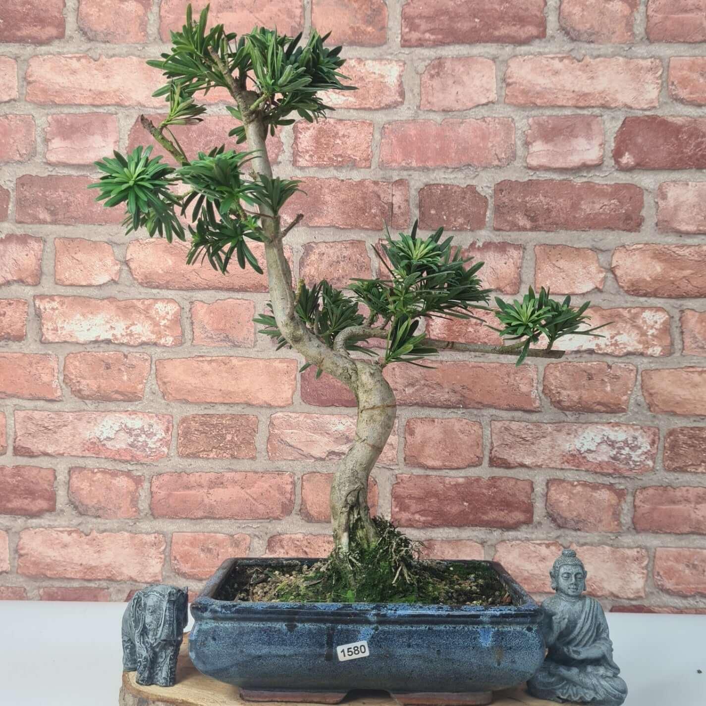 Buddhist Pine (Podocarpus Micro) Bonsai Tree | Shaped | In 30cm Pot  | S251974