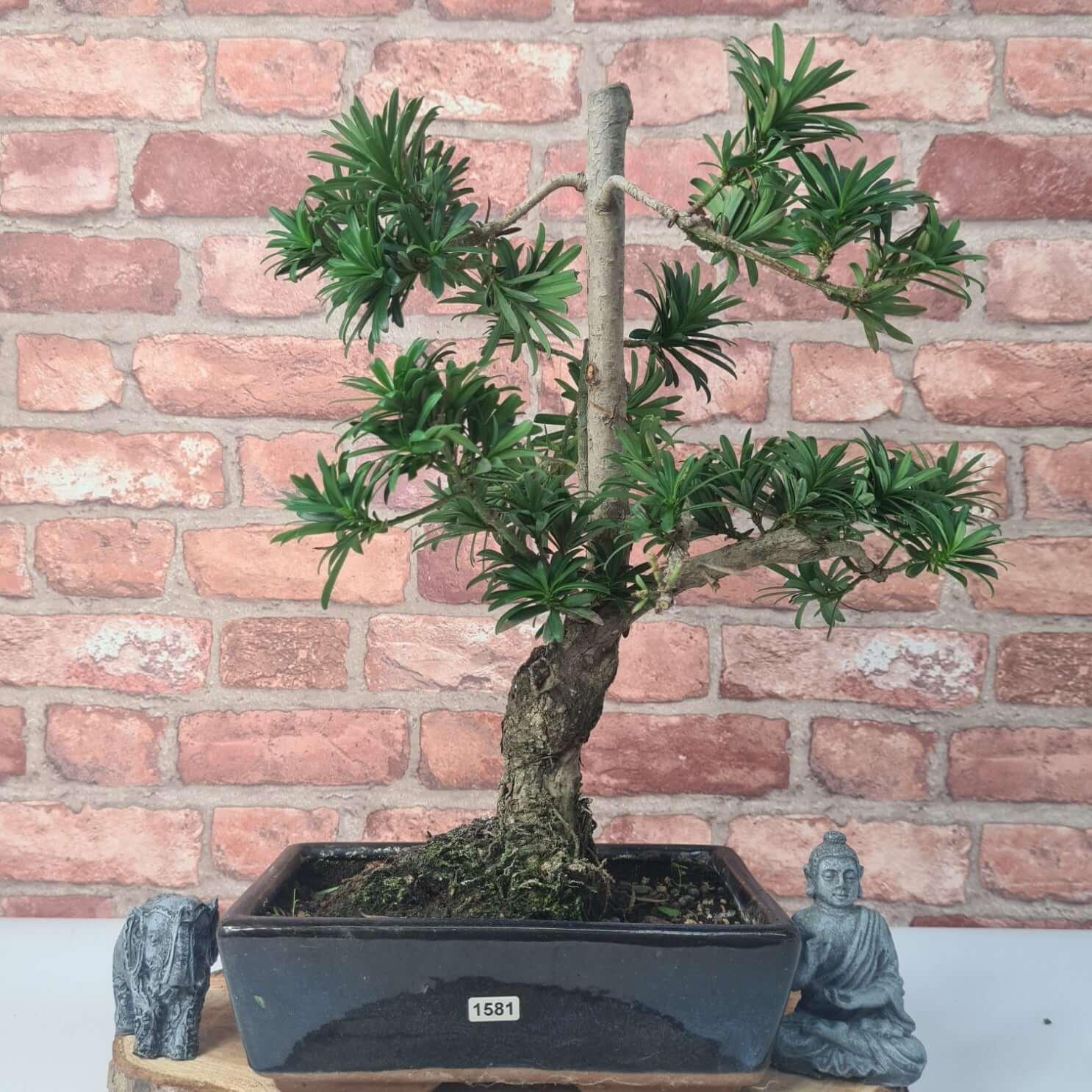 Buddhist Pine (Podocarpus Micro) Bonsai Tree | Shaped | In 25cm Pot  | S251973