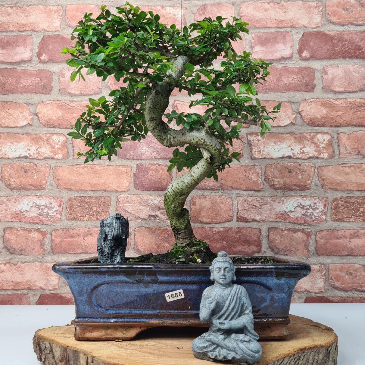 Chinese Elm (Ulmus Parvifolia) Bonsai Tree | Shaped | In 30cm Pot  | S251972