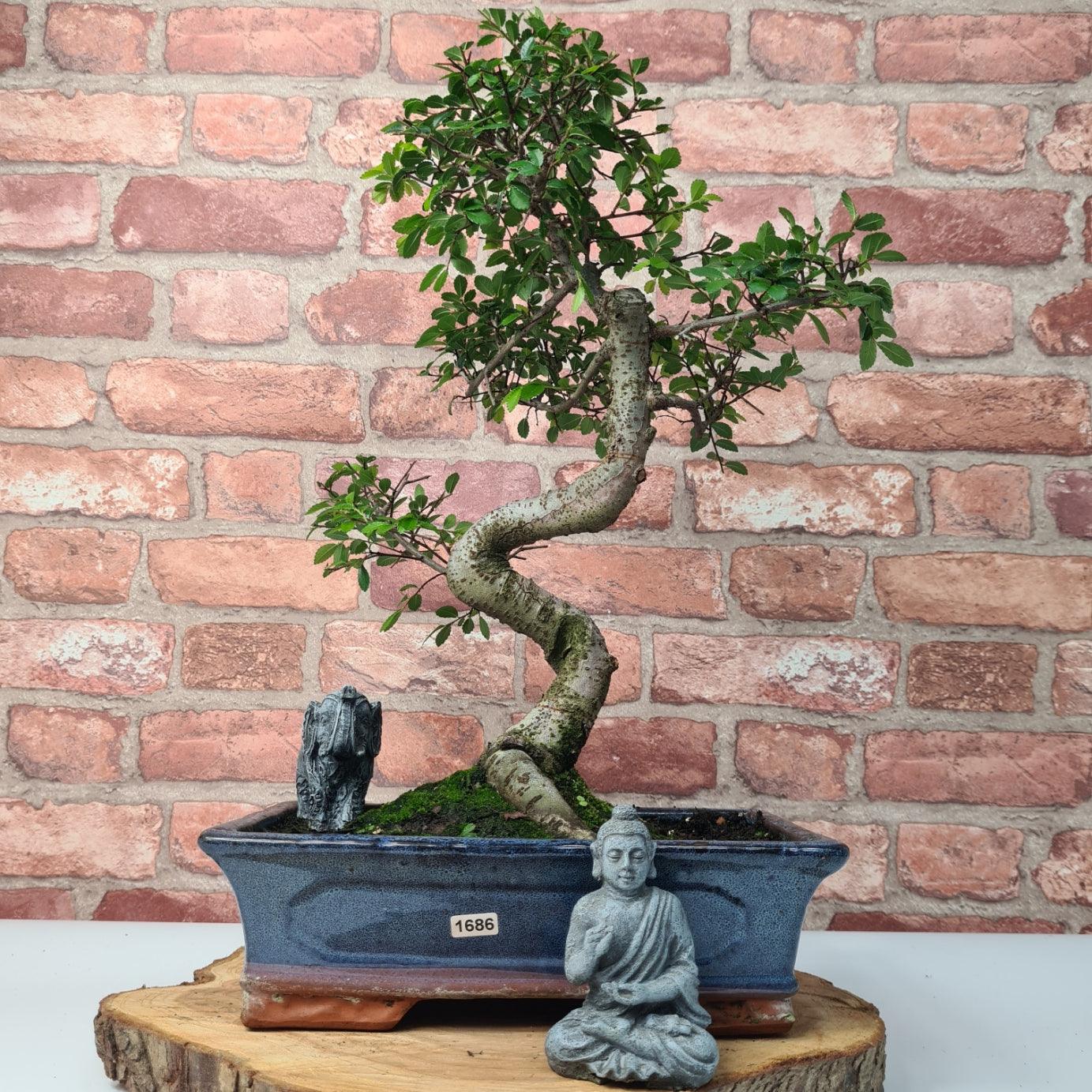 Chinese Elm (Ulmus Parvifolia) Bonsai Tree | Shaped | In 30cm Pot  | S251972