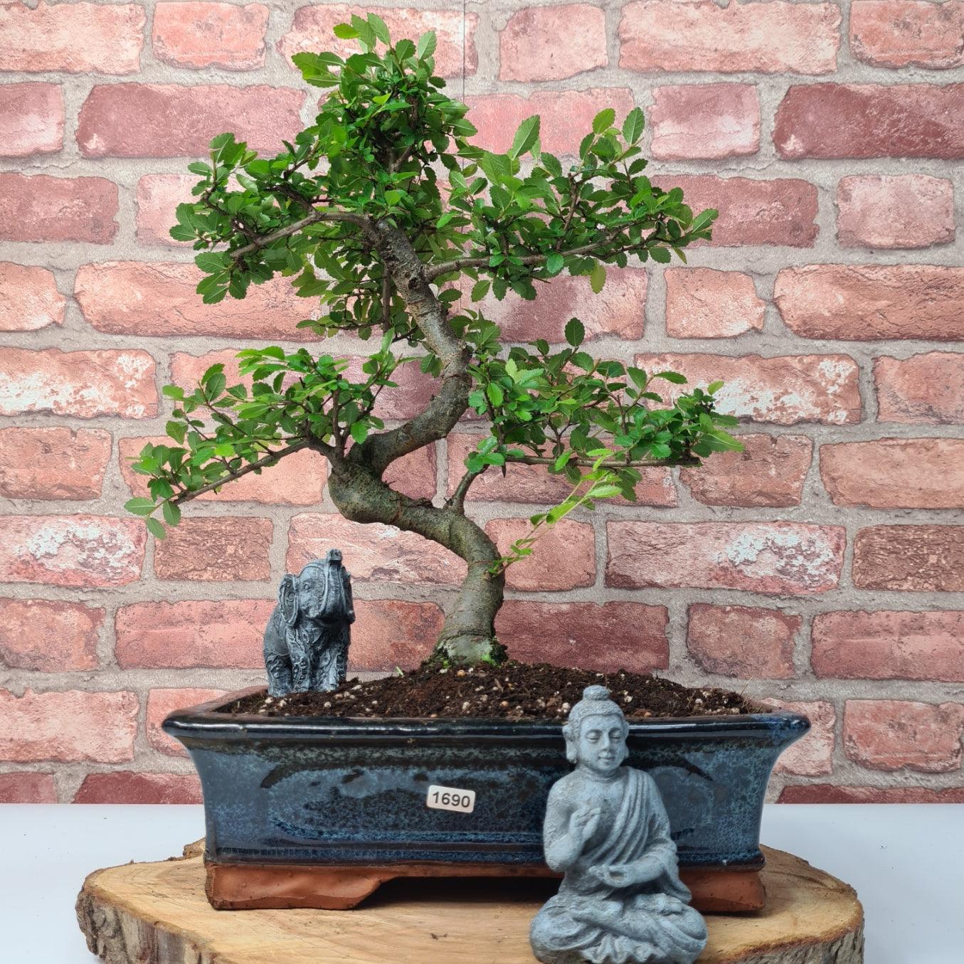 Chinese Elm (Ulmus Parvifolia) Bonsai Tree | Shaped | In 30cm Pot  | S251972