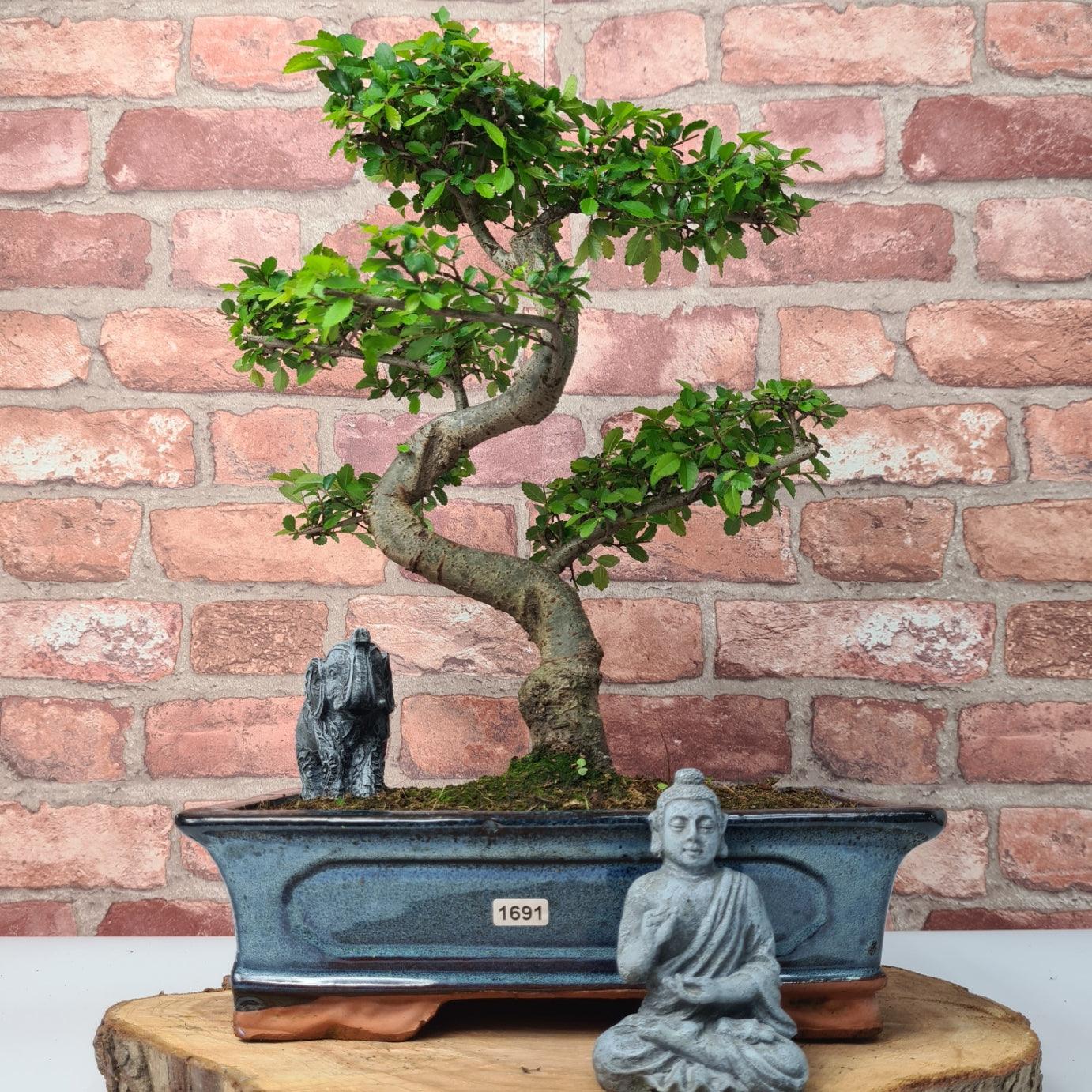 Chinese Elm (Ulmus Parvifolia) Bonsai Tree | Shaped | In 30cm Pot  | S251972