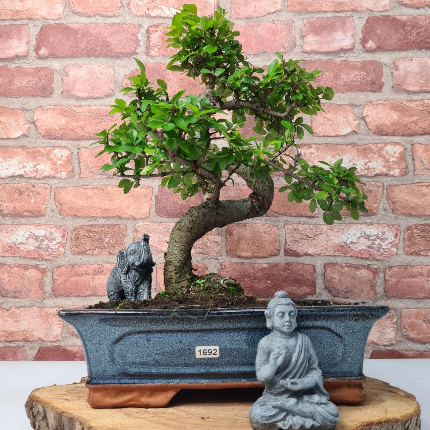 Chinese Elm (Ulmus Parvifolia) Bonsai Tree | Shaped | In 30cm Pot  | S251972