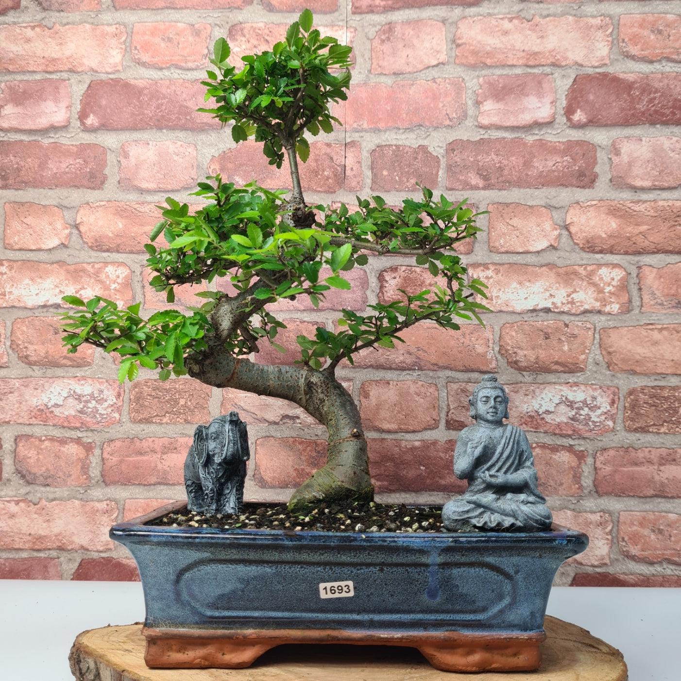 Chinese Elm (Ulmus Parvifolia) Bonsai Tree | Shaped | In 30cm Pot  | S251972