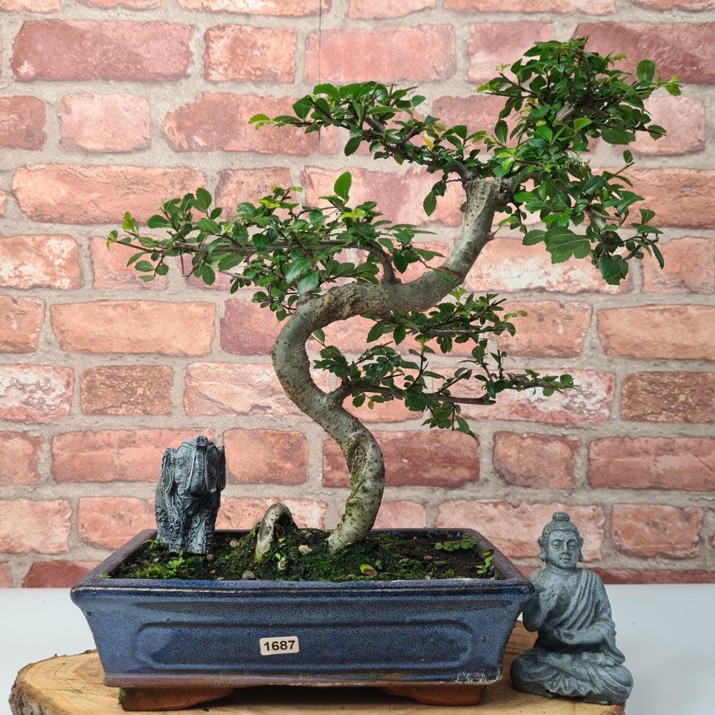 Chinese Elm (Ulmus Parvifolia) Bonsai Tree | Shaped | In 25cm Pot  | S251971