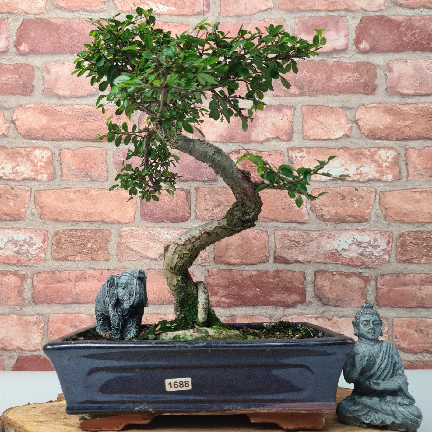 Chinese Elm (Ulmus Parvifolia) Bonsai Tree | Shaped | In 25cm Pot  | S251971