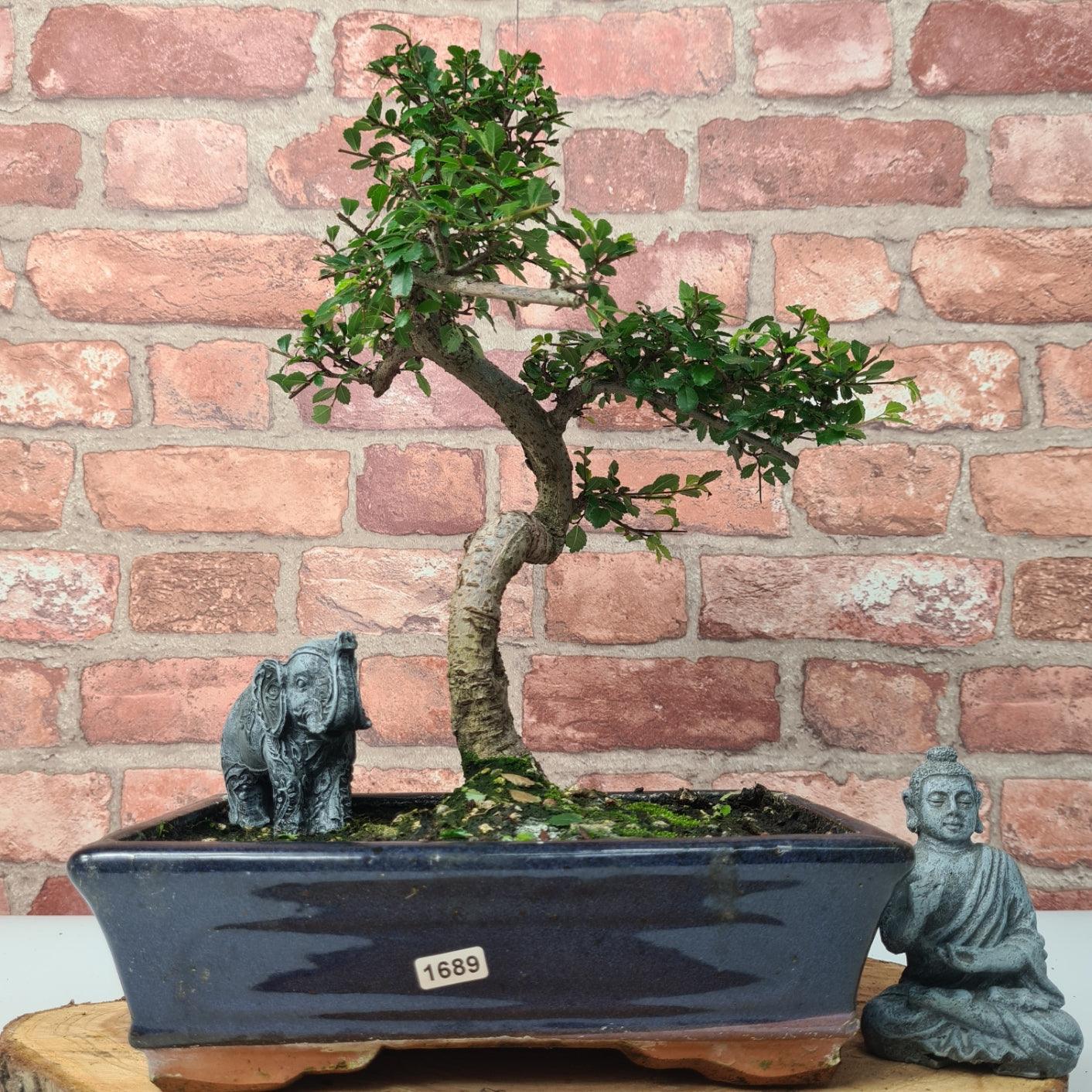 Chinese Elm (Ulmus Parvifolia) Bonsai Tree | Shaped | In 25cm Pot  | S251971