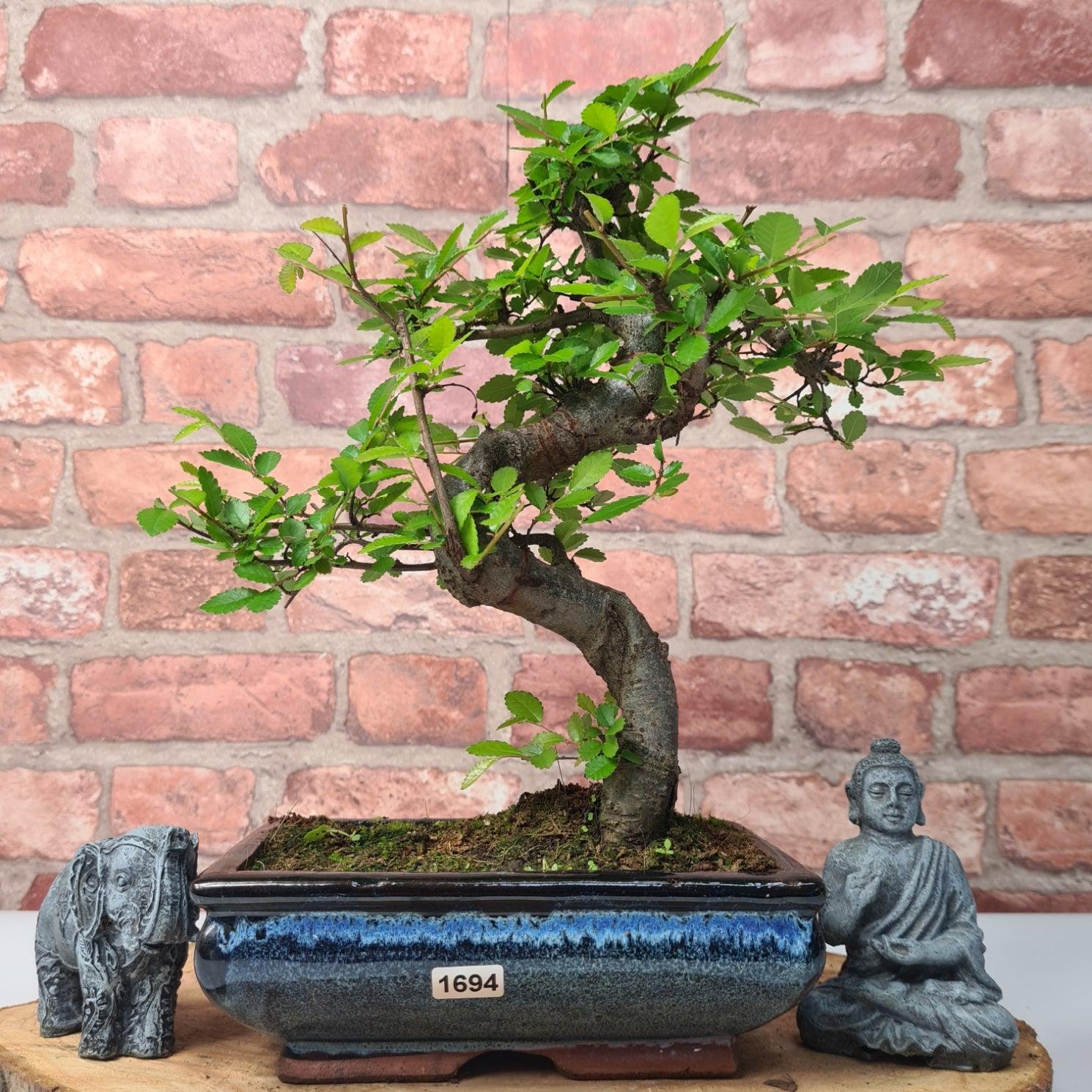 Chinese Elm (Ulmus Parvifolia) Bonsai Tree | Shaped | In 20cm Pot S25882