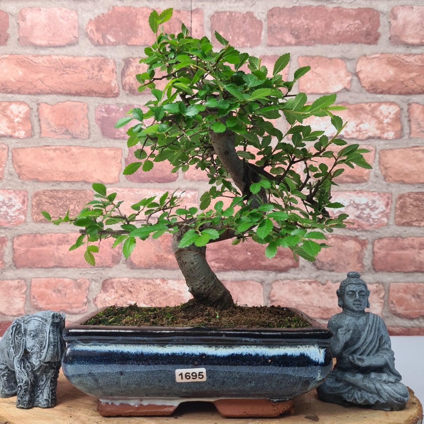 Chinese Elm (Ulmus Parvifolia) Bonsai Tree | Shaped | In 20cm Pot S25882