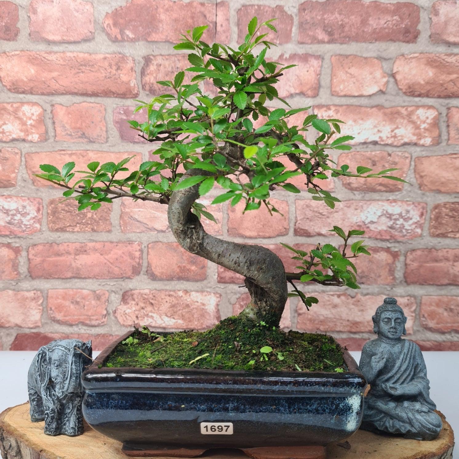 Chinese Elm (Ulmus Parvifolia) Bonsai Tree | Shaped | In 20cm Pot S25882