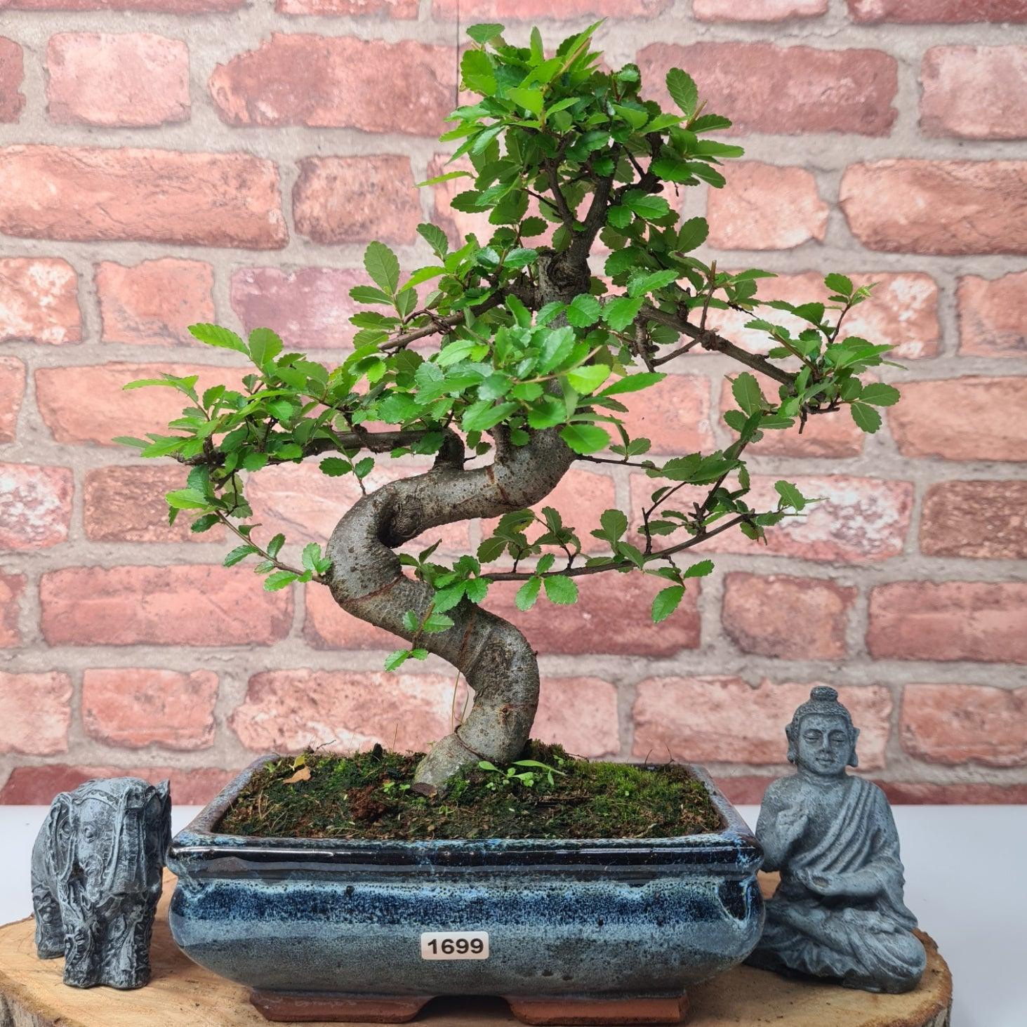 Chinese Elm (Ulmus Parvifolia) Bonsai Tree | Shaped | In 20cm Pot S25882