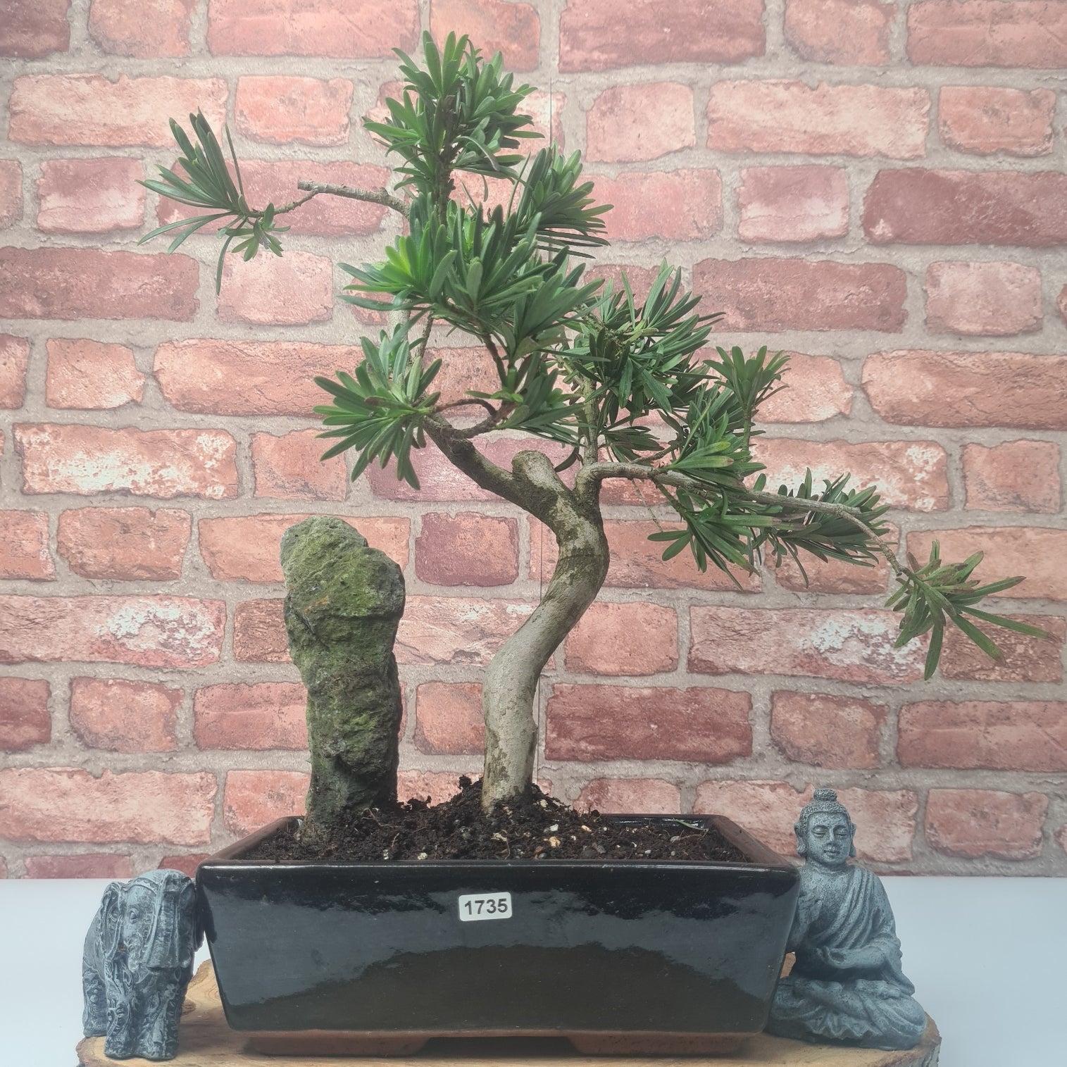 Buddhist Pine (Podocarpus Micro) Bonsai Tree | Shaped | In 30cm Pot  | S251974