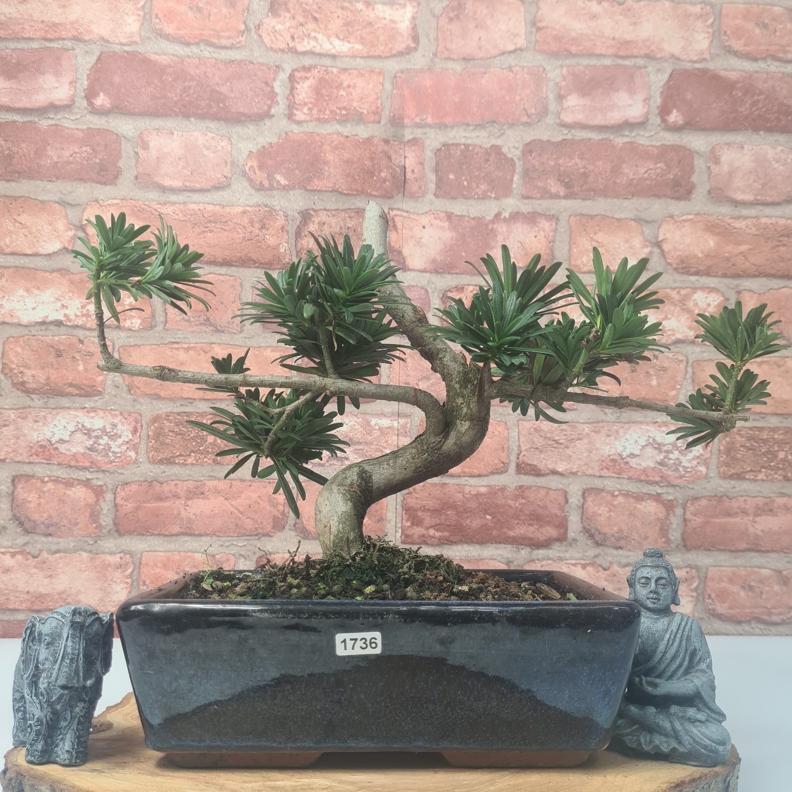 Buddhist Pine (Podocarpus Micro) Bonsai Tree | Shaped | In 25cm Pot  | S251973