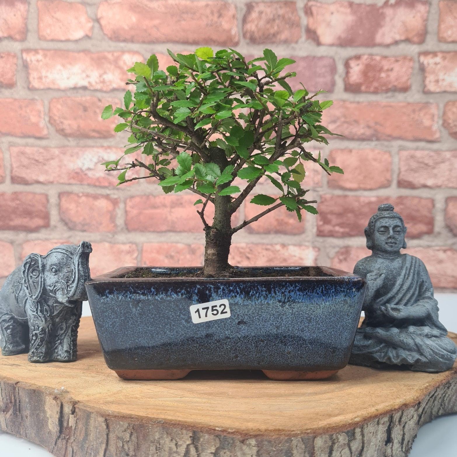 Chinese Elm (Ulmus Parvifolia) Bonsai Tree | Broom | In 15cm Pot  | S251976
