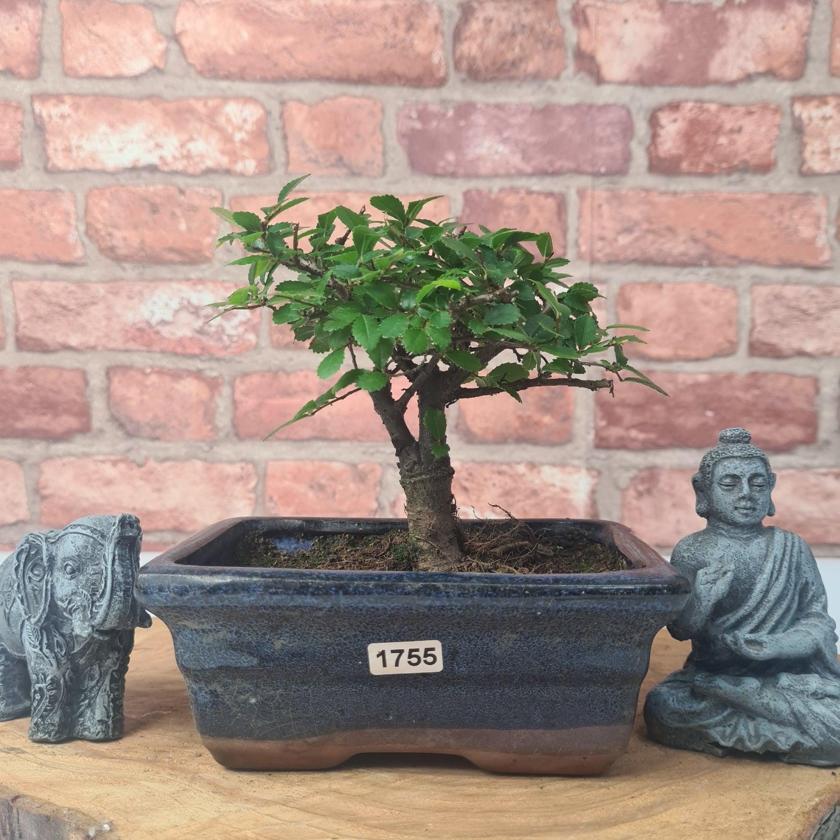 Chinese Elm (Ulmus Parvifolia) Bonsai Tree | Broom | In 15cm Pot  | S251976