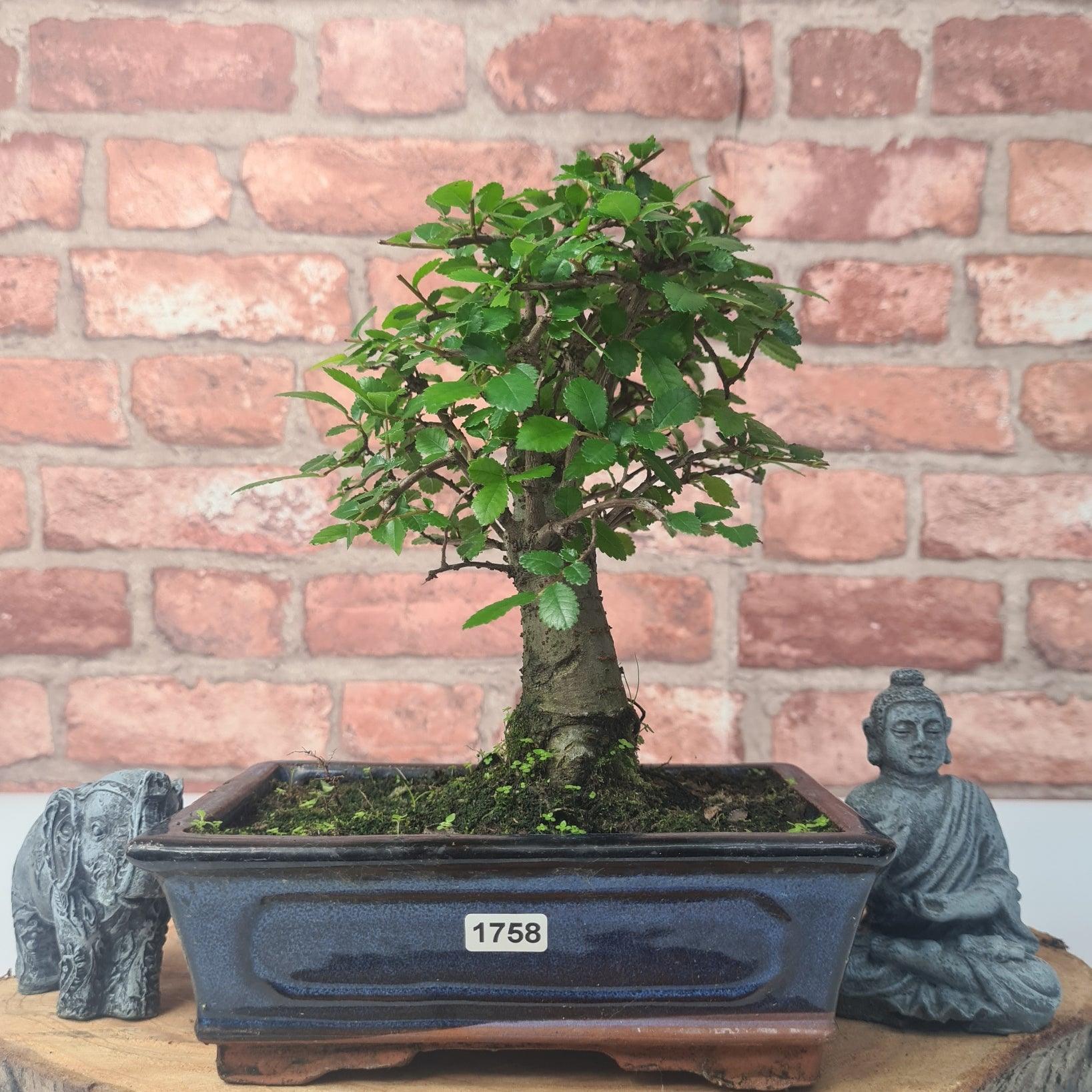 Chinese Elm (Ulmus Parvifolia) Bonsai Tree | Broom | In 20cm Pot S25870