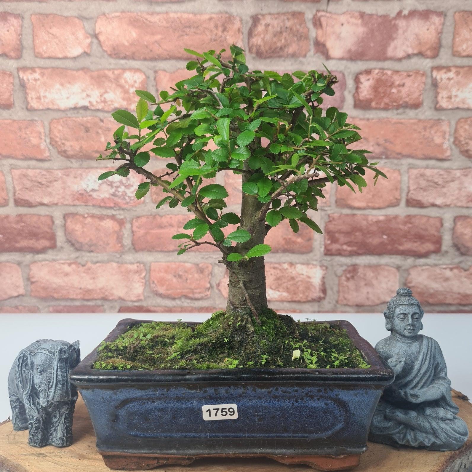 Chinese Elm (Ulmus Parvifolia) Bonsai Tree | Broom | In 20cm Pot S25870