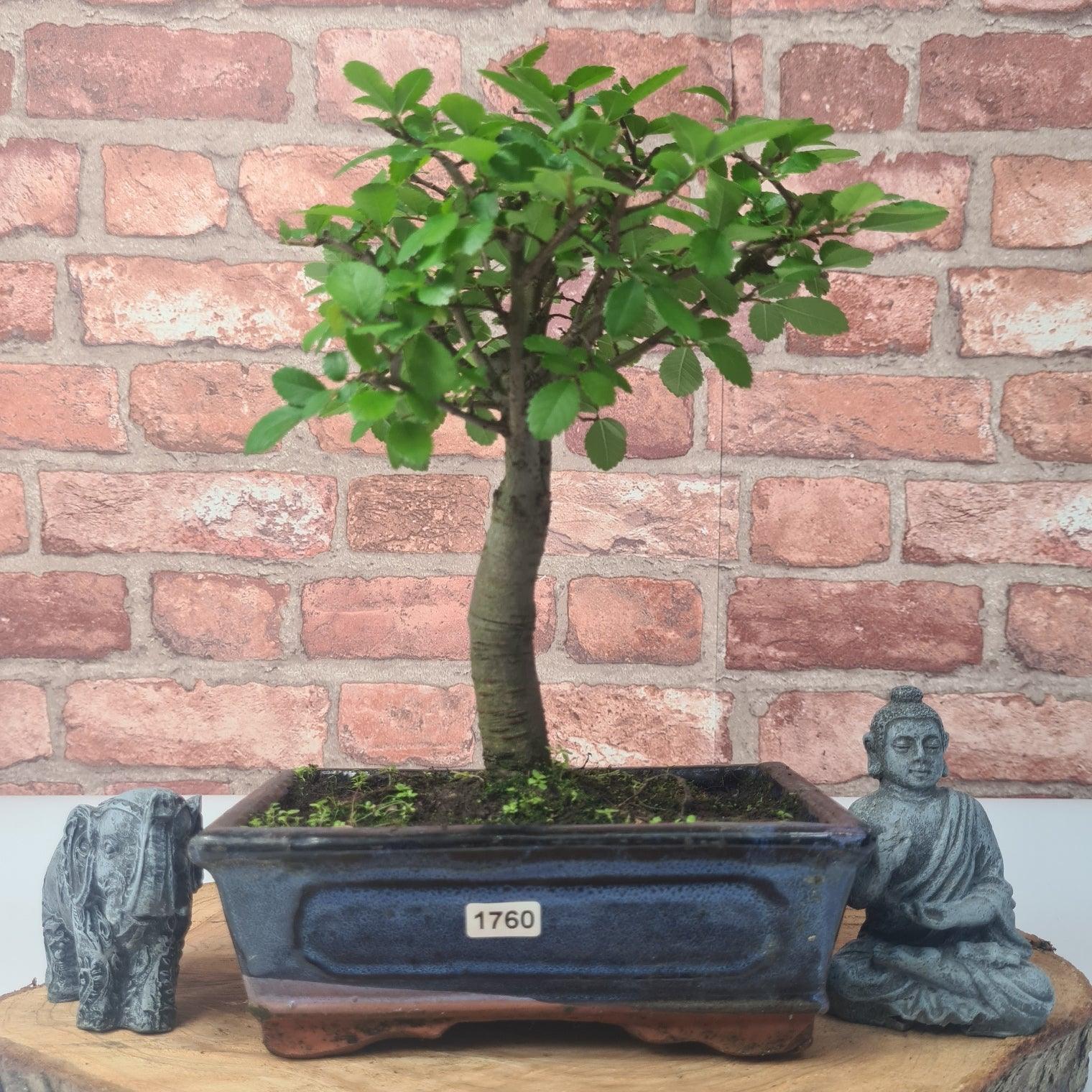 Chinese Elm (Ulmus Parvifolia) Bonsai Tree | Broom | In 20cm Pot S25870
