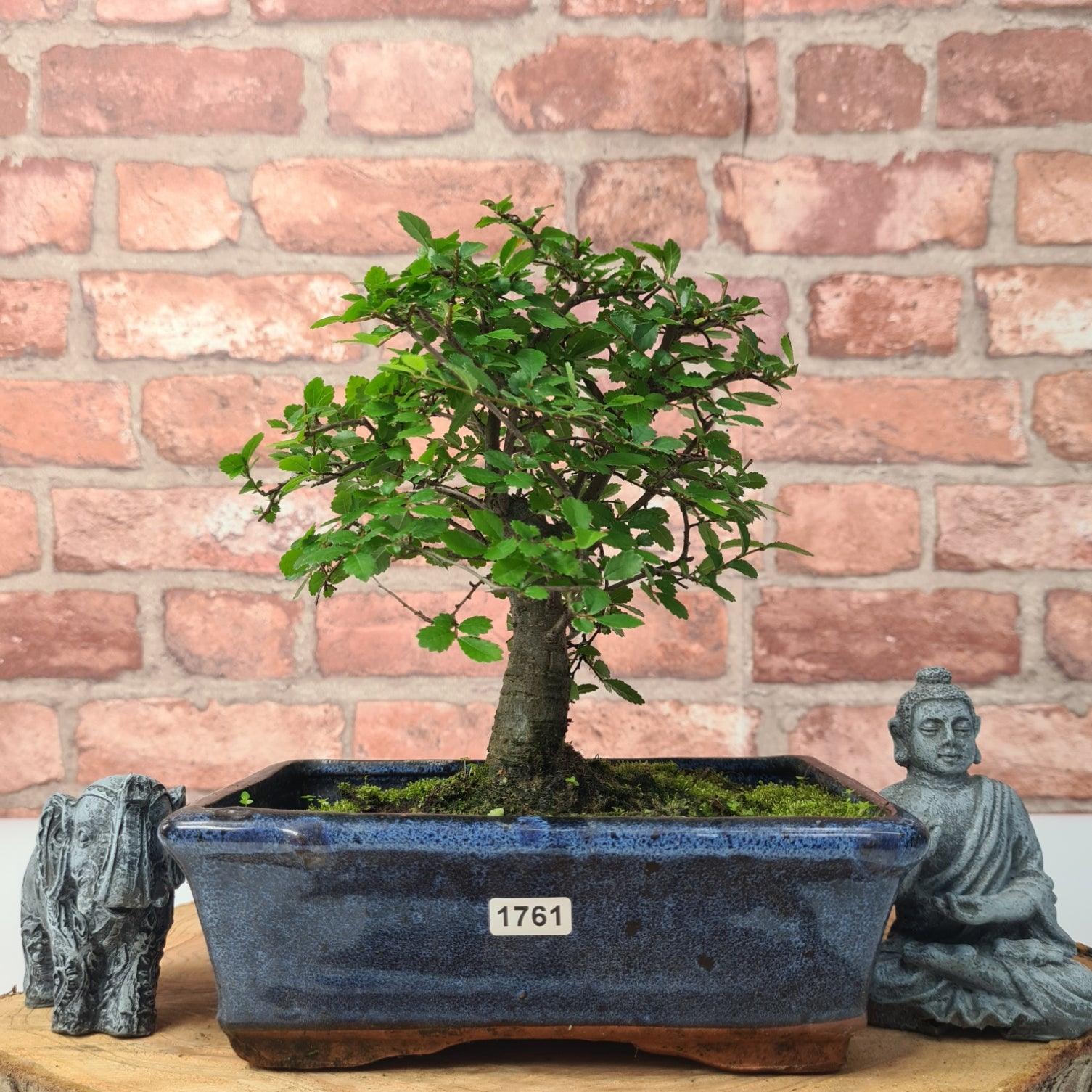 Chinese Elm (Ulmus Parvifolia) Bonsai Tree | Broom | In 20cm Pot S25870
