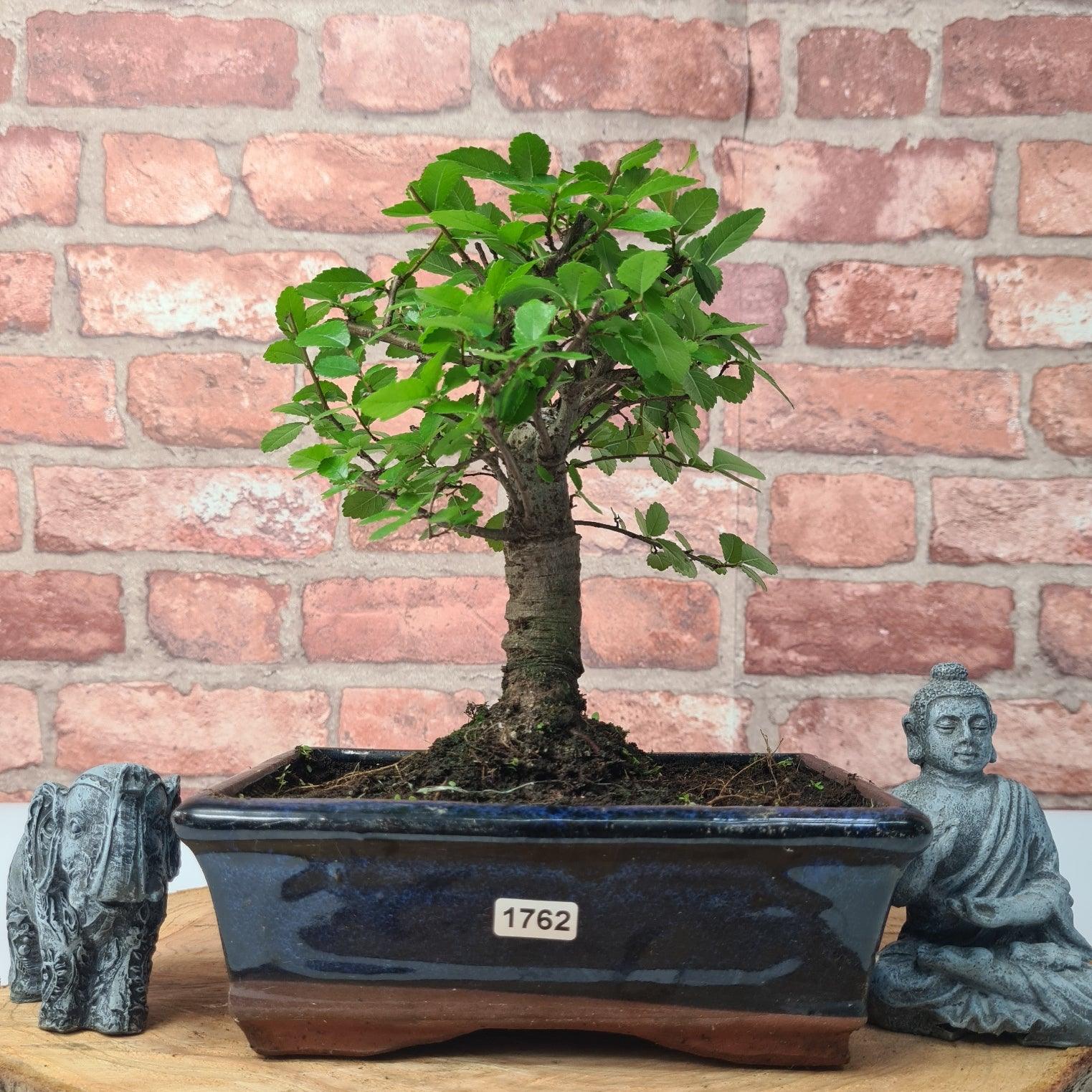 Chinese Elm (Ulmus Parvifolia) Bonsai Tree | Broom | In 20cm Pot S25870
