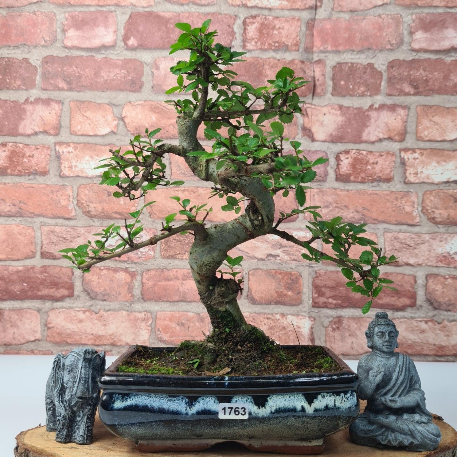 Chinese Elm (Ulmus Parvifolia) Bonsai Tree | Shaped | In 20cm Pot S25882