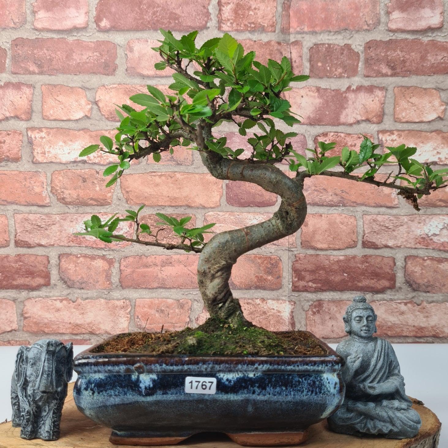 Chinese Elm (Ulmus Parvifolia) Bonsai Tree | Shaped | In 20cm Pot S25882