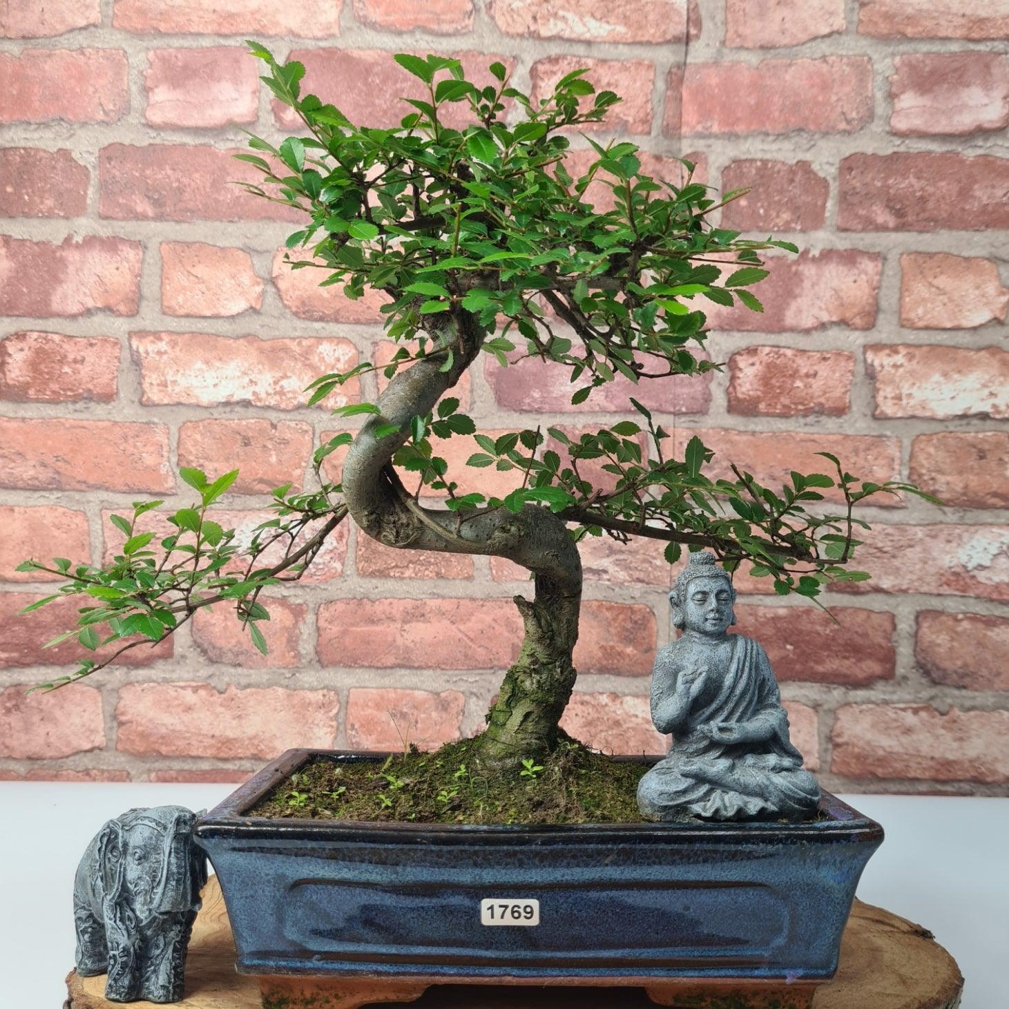 Chinese Elm (Ulmus Parvifolia) Bonsai Tree | Shaped | In 25cm Pot  | S251971