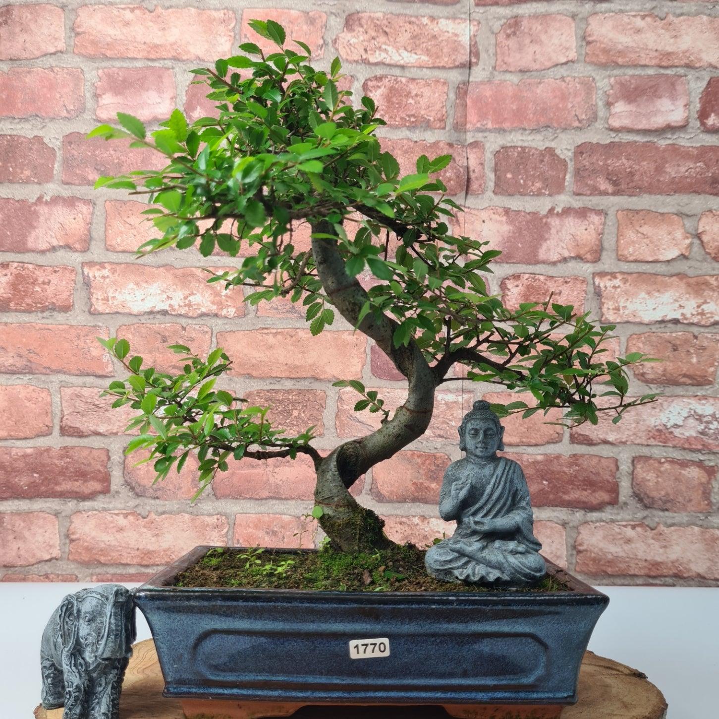 Chinese Elm (Ulmus Parvifolia) Bonsai Tree | Shaped | In 25cm Pot  | S251971