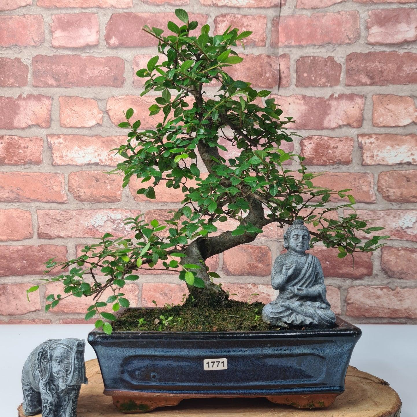 Chinese Elm (Ulmus Parvifolia) Bonsai Tree | Shaped | In 25cm Pot  | S251971