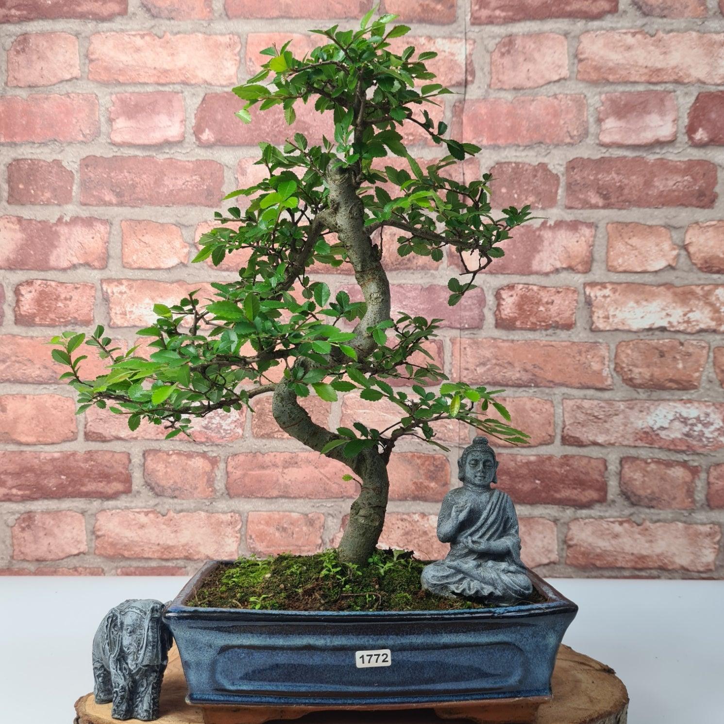 Chinese Elm (Ulmus Parvifolia) Bonsai Tree | Shaped | In 25cm Pot  | S251971
