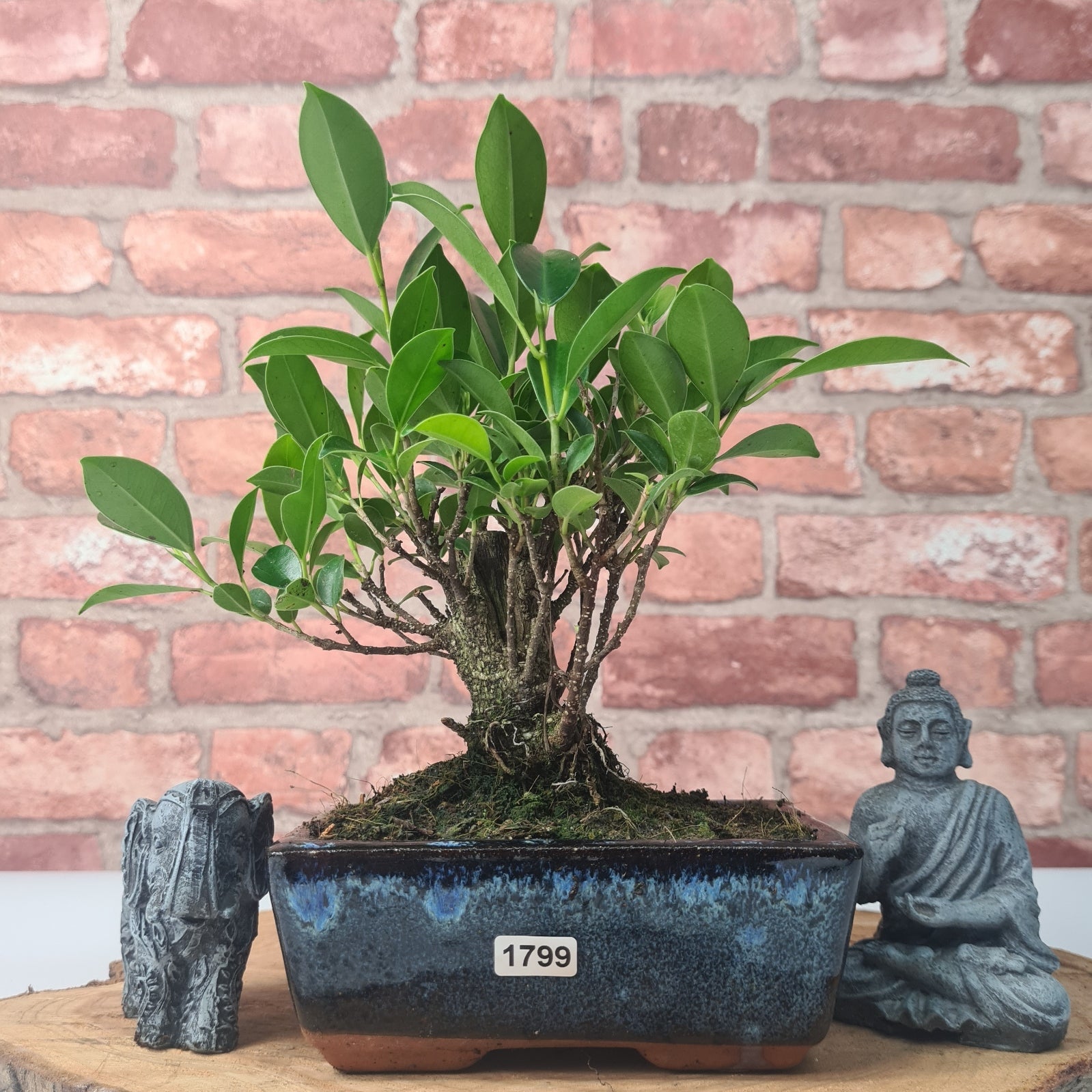 Ficus Microcarpa (Banyan Fig) Indoor Bonsai Tree | Broom | In 15cm Pot  | S251969