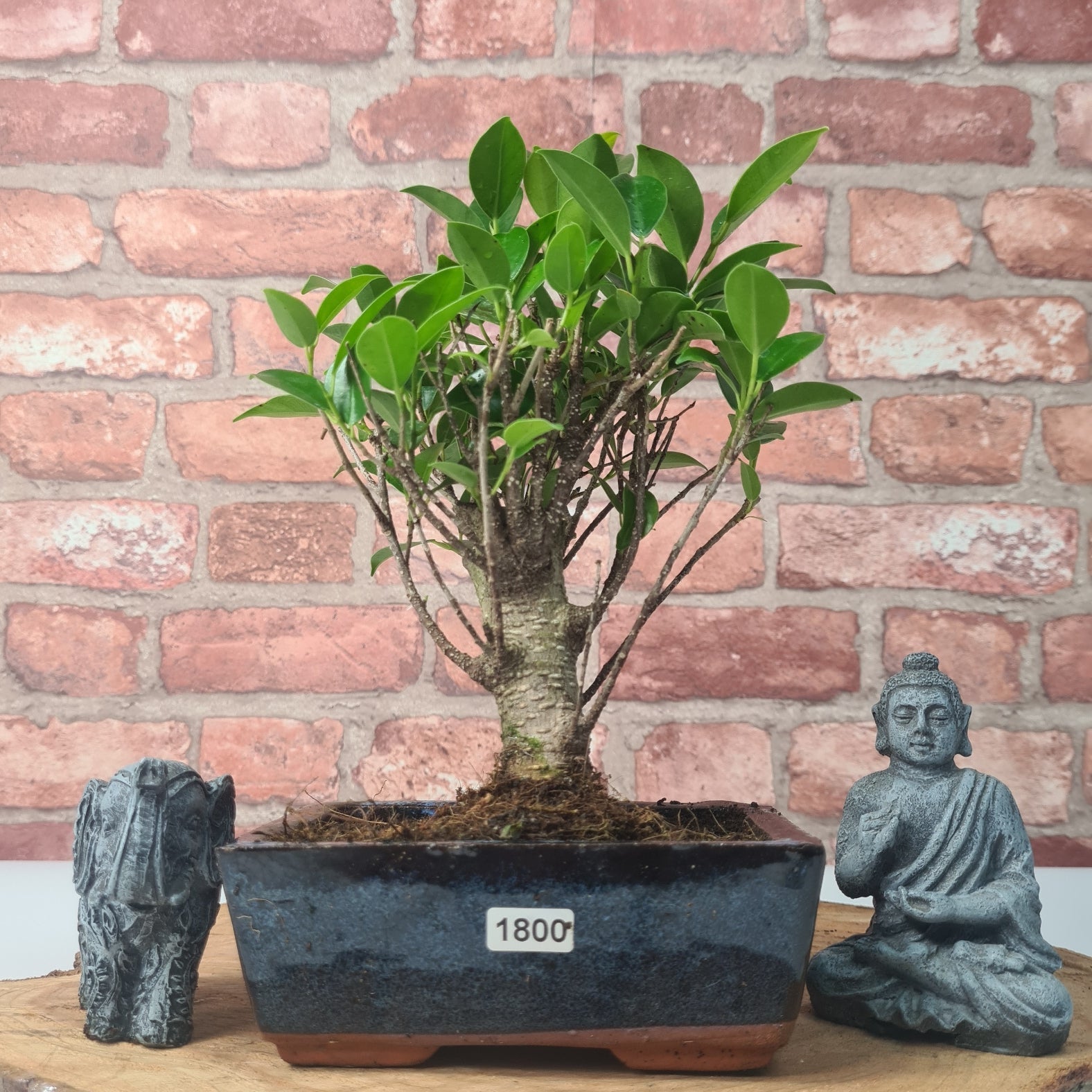 Ficus Microcarpa (Banyan Fig) Indoor Bonsai Tree | Broom | In 15cm Pot  | S251969