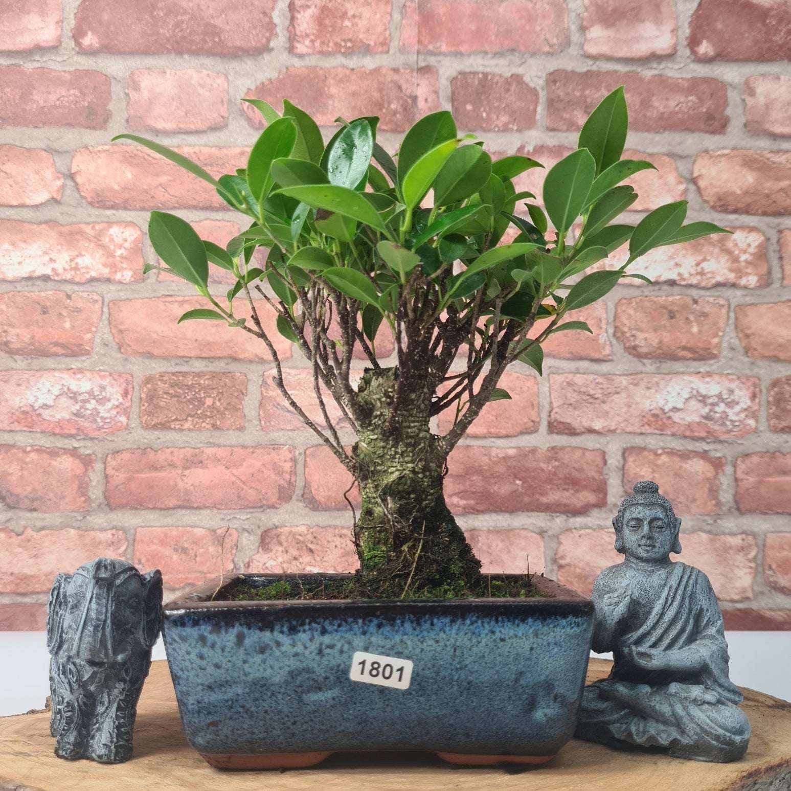 Ficus Microcarpa (Banyan Fig) Indoor Bonsai Tree | Broom | In 15cm Pot  | S251969