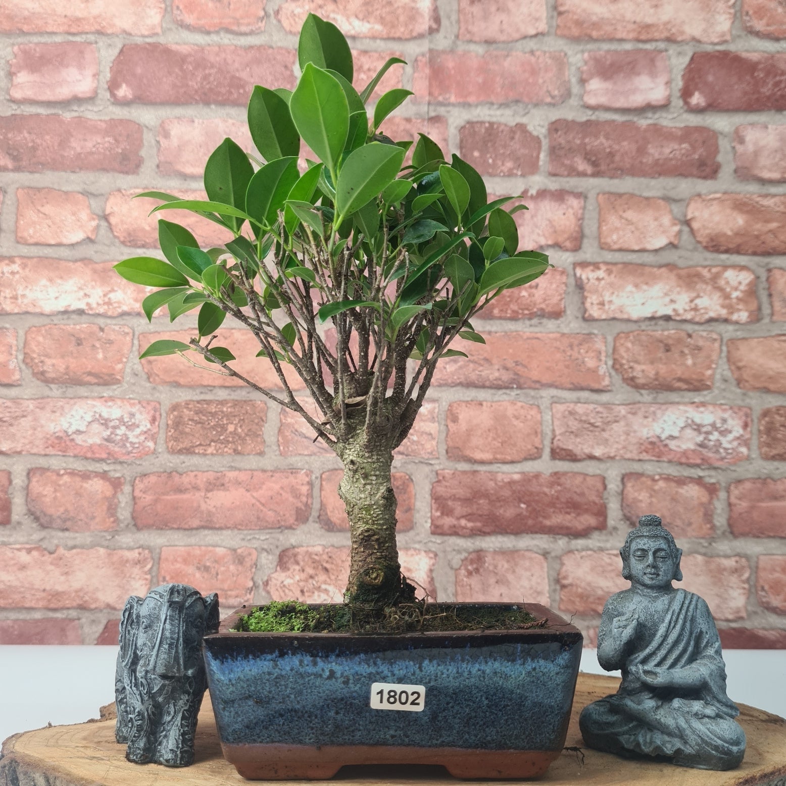 Ficus Microcarpa (Banyan Fig) Indoor Bonsai Tree | Broom | In 15cm Pot  | S251969