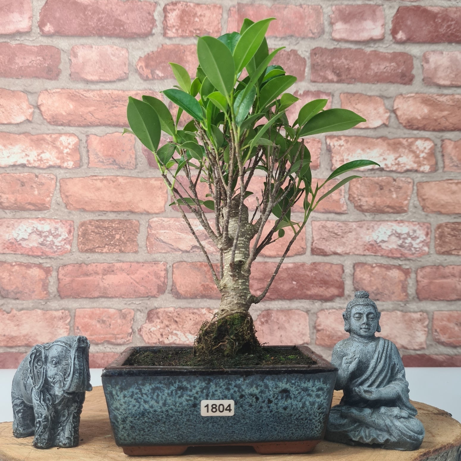 Ficus Microcarpa (Banyan Fig) Indoor Bonsai Tree | Broom | In 15cm Pot  | S251969