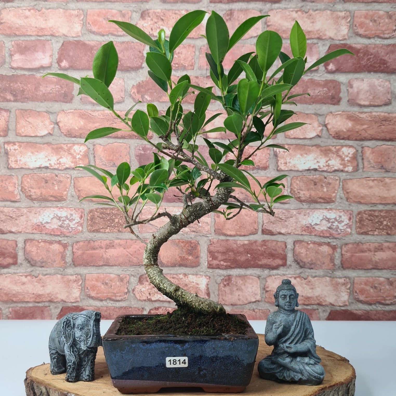 Ficus Microcarpa (Banyan Fig) Indoor Bonsai Tree | Shaped | In 15cm Pot  S25884