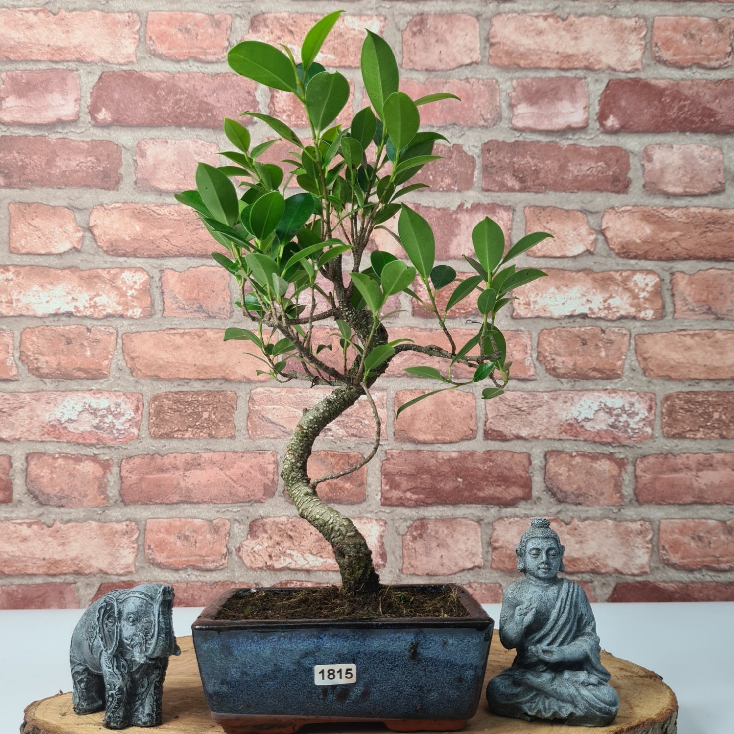 Ficus Microcarpa (Banyan Fig) Indoor Bonsai Tree | Shaped | In 15cm Pot  S25884