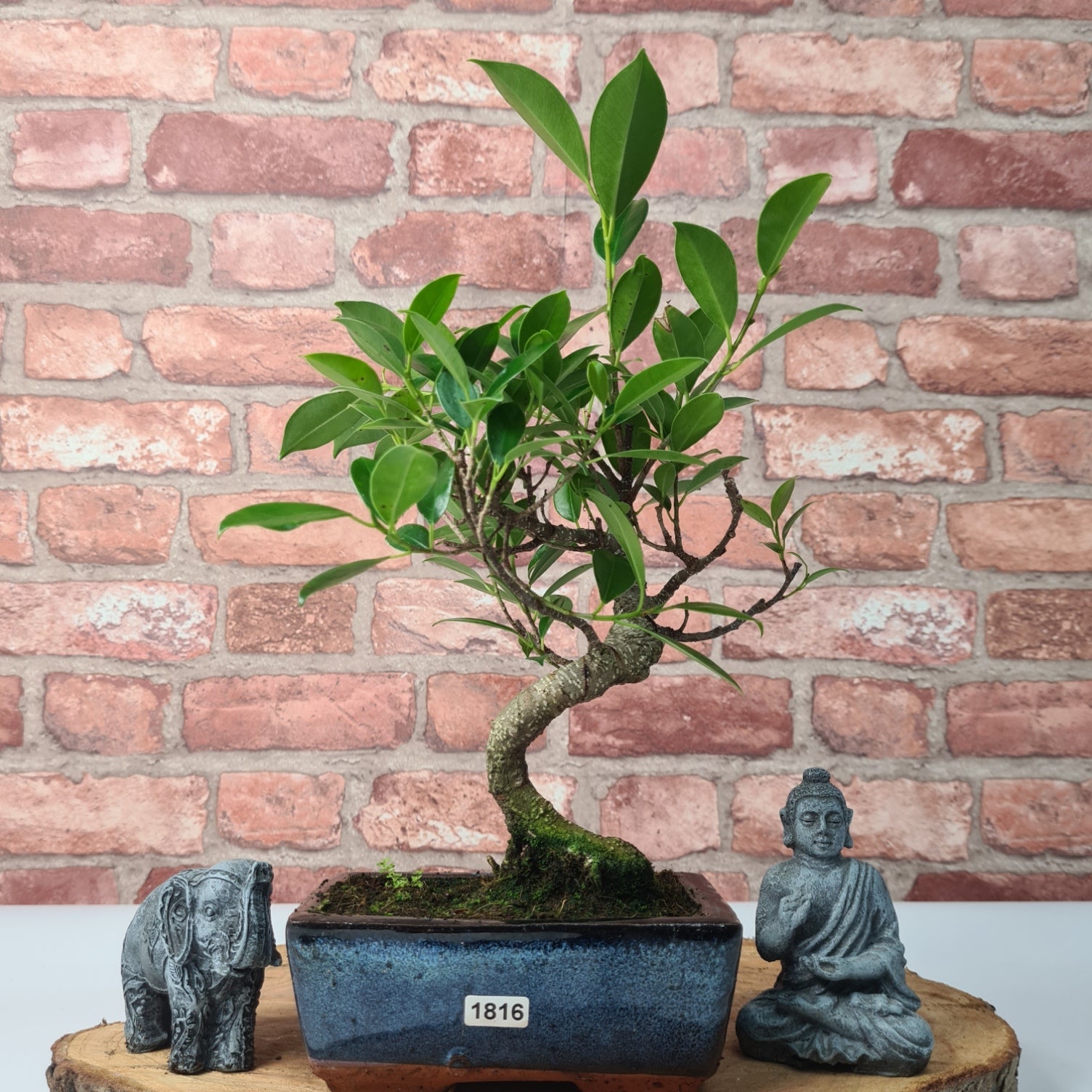 Ficus Microcarpa (Banyan Fig) Indoor Bonsai Tree | Shaped | In 15cm Pot  S25884
