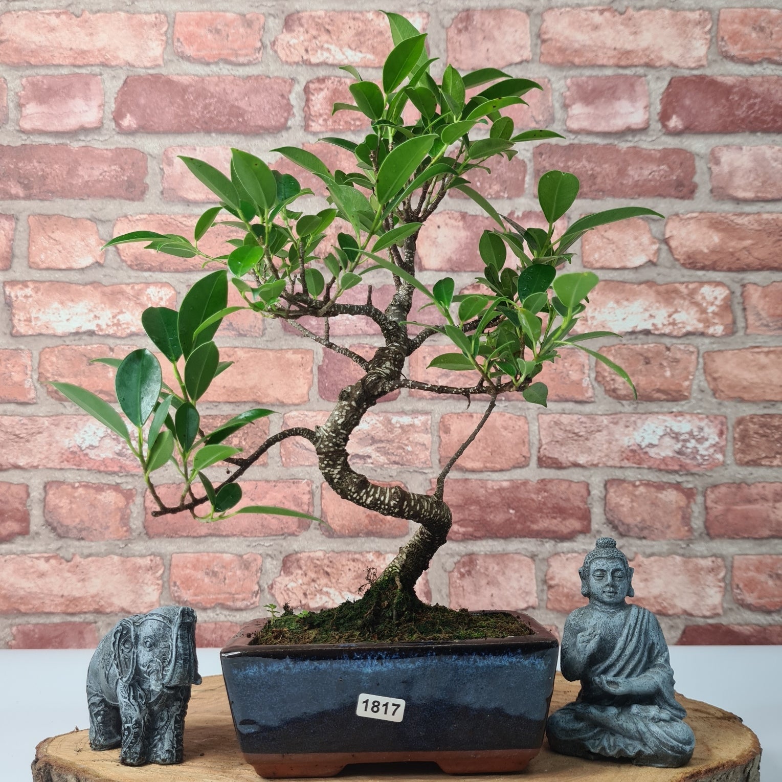 Ficus Microcarpa (Banyan Fig) Indoor Bonsai Tree | Shaped | In 15cm Pot  S25884