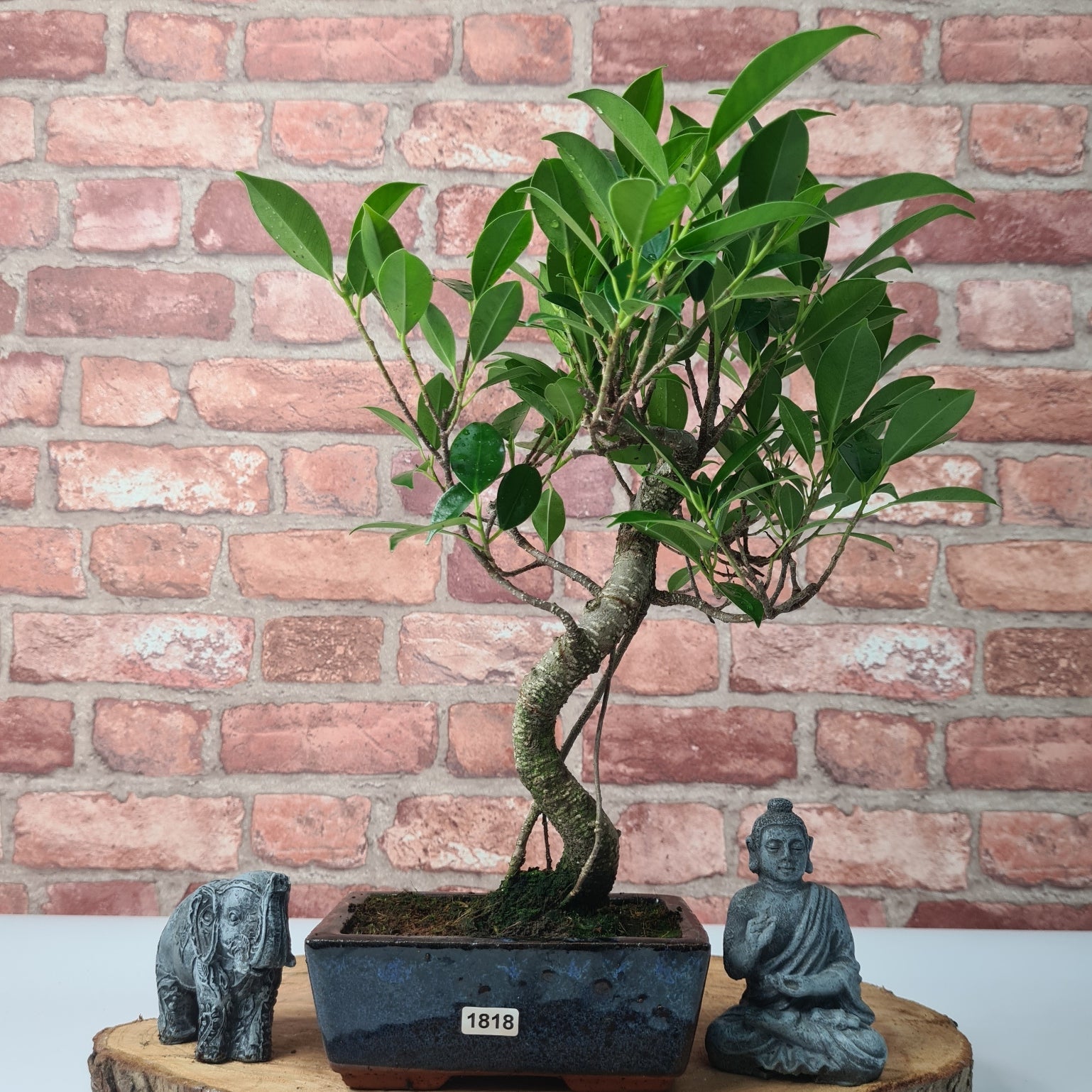Ficus Microcarpa (Banyan Fig) Indoor Bonsai Tree | Shaped | In 15cm Pot  S25884