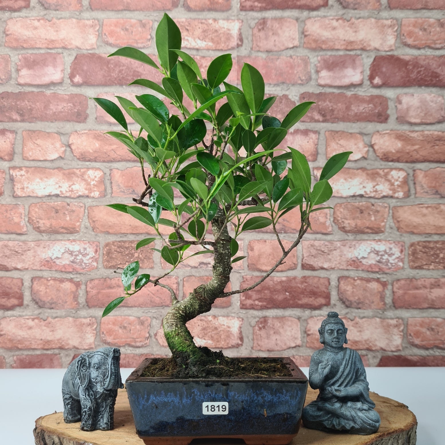 Ficus Microcarpa (Banyan Fig) Indoor Bonsai Tree | Shaped | In 15cm Pot  S25884